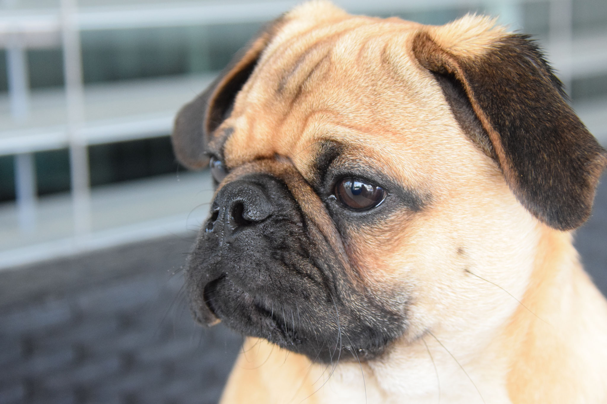 Qualzucht ade! seite!