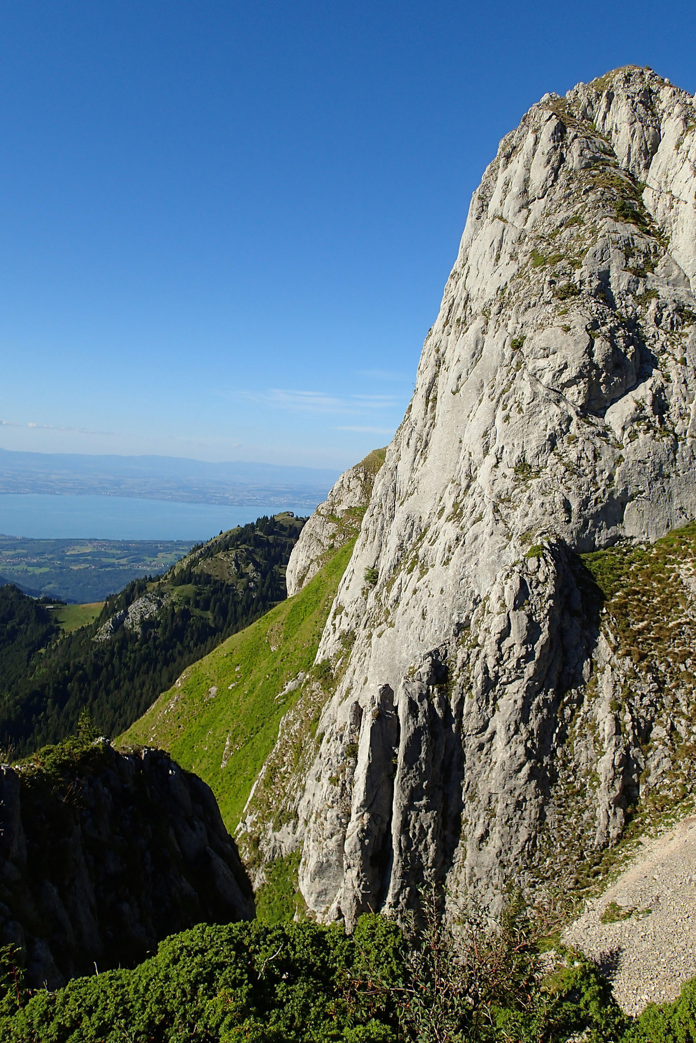 Une belle aiguille...