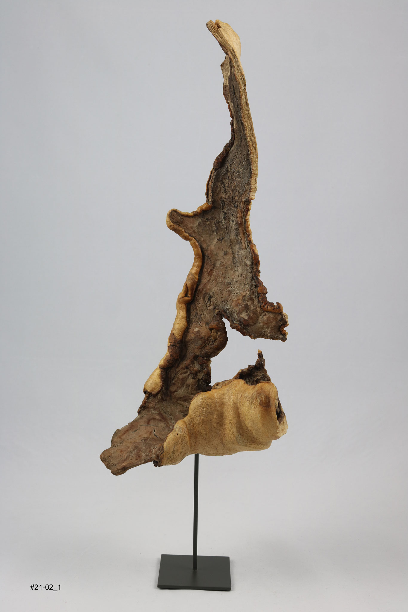 Buche, Höhe, ca. 45cm