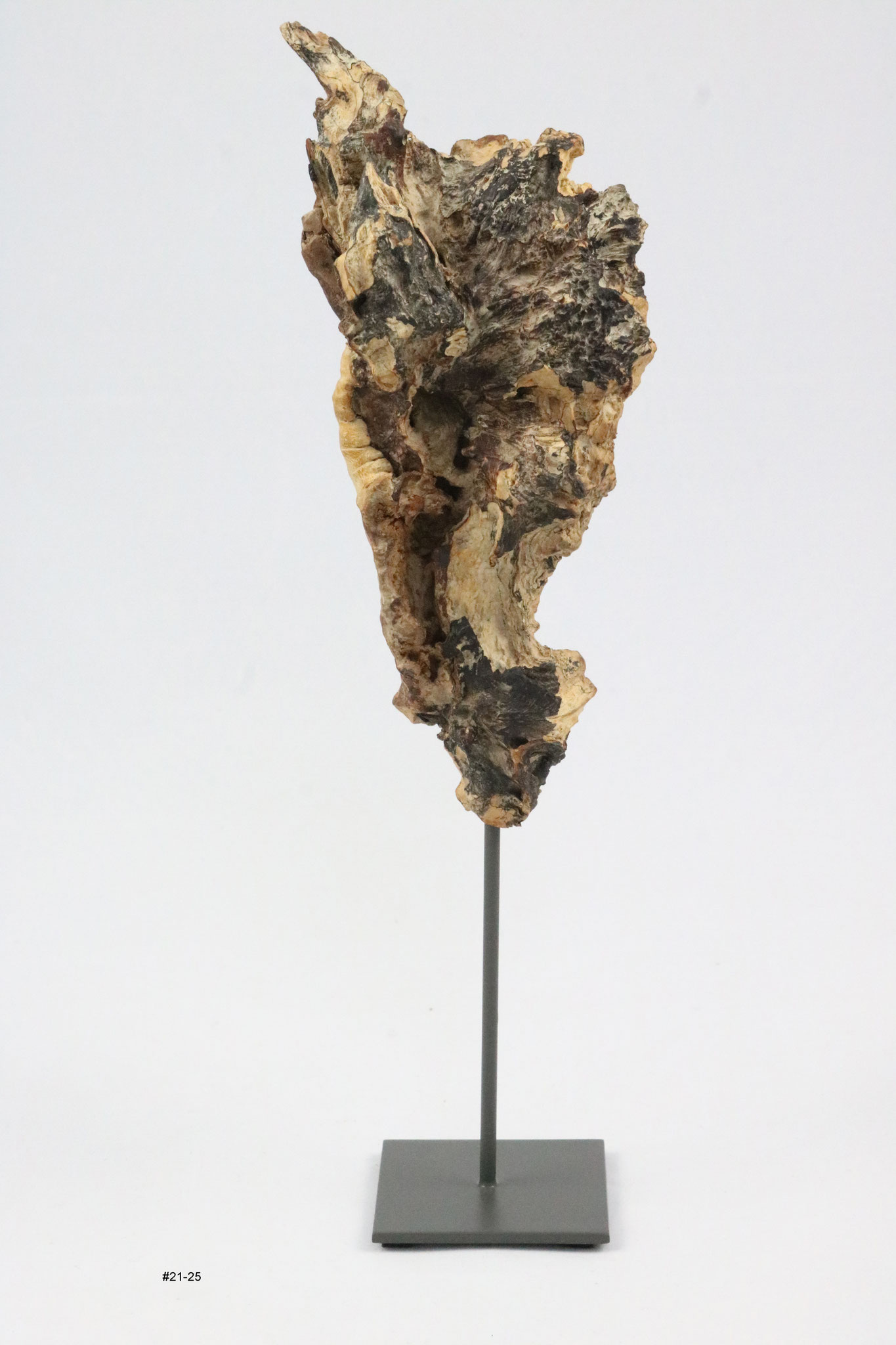 Buche, (Stiekopf)