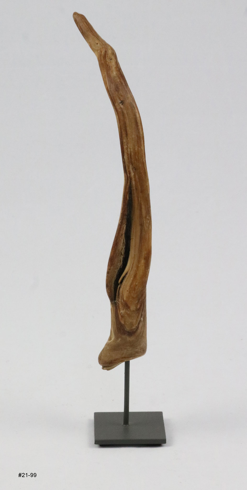 Kiefer, Höhe ca. 15cm