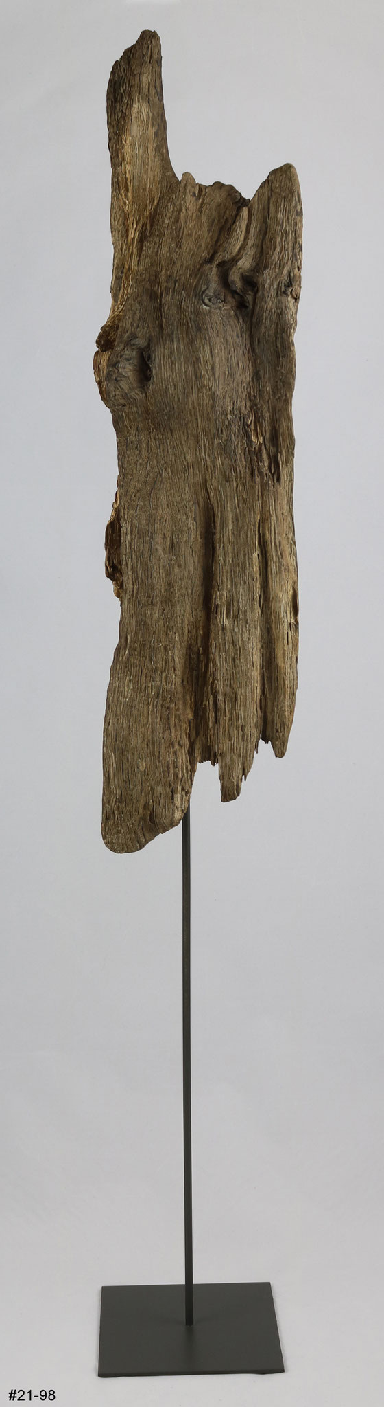 Eiche (Schwemmholz, Höhe va. 100cm)