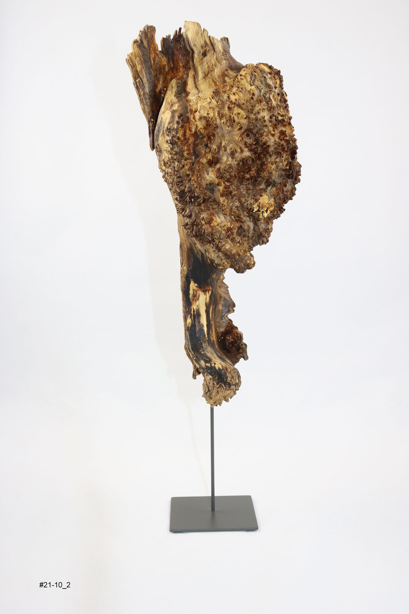 Buche, Höhe ca. 45cm