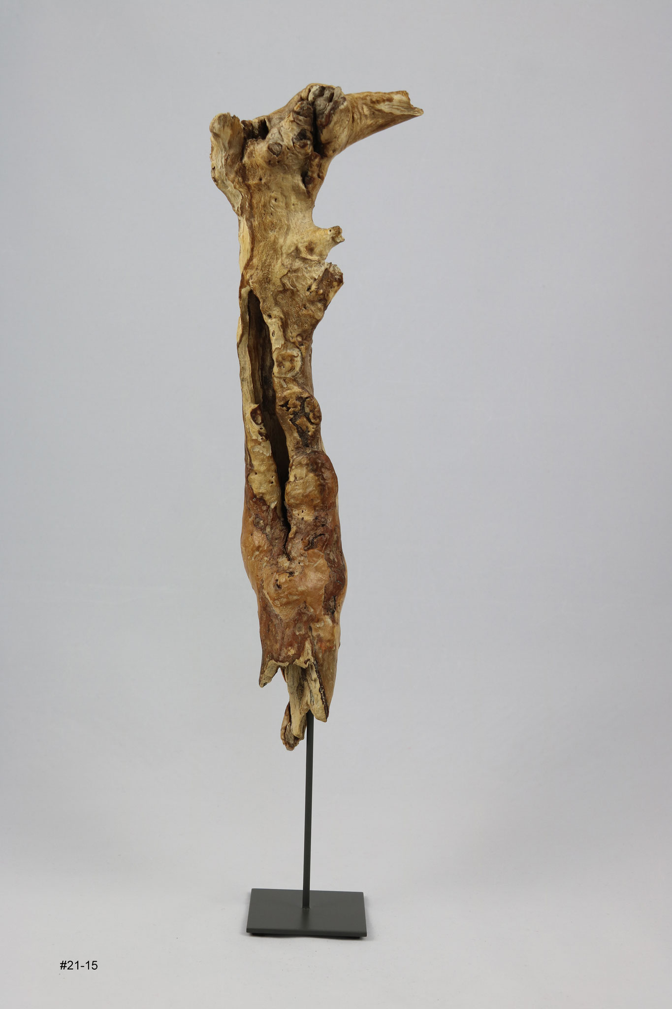 Buche, Höhe ca. 40 cm