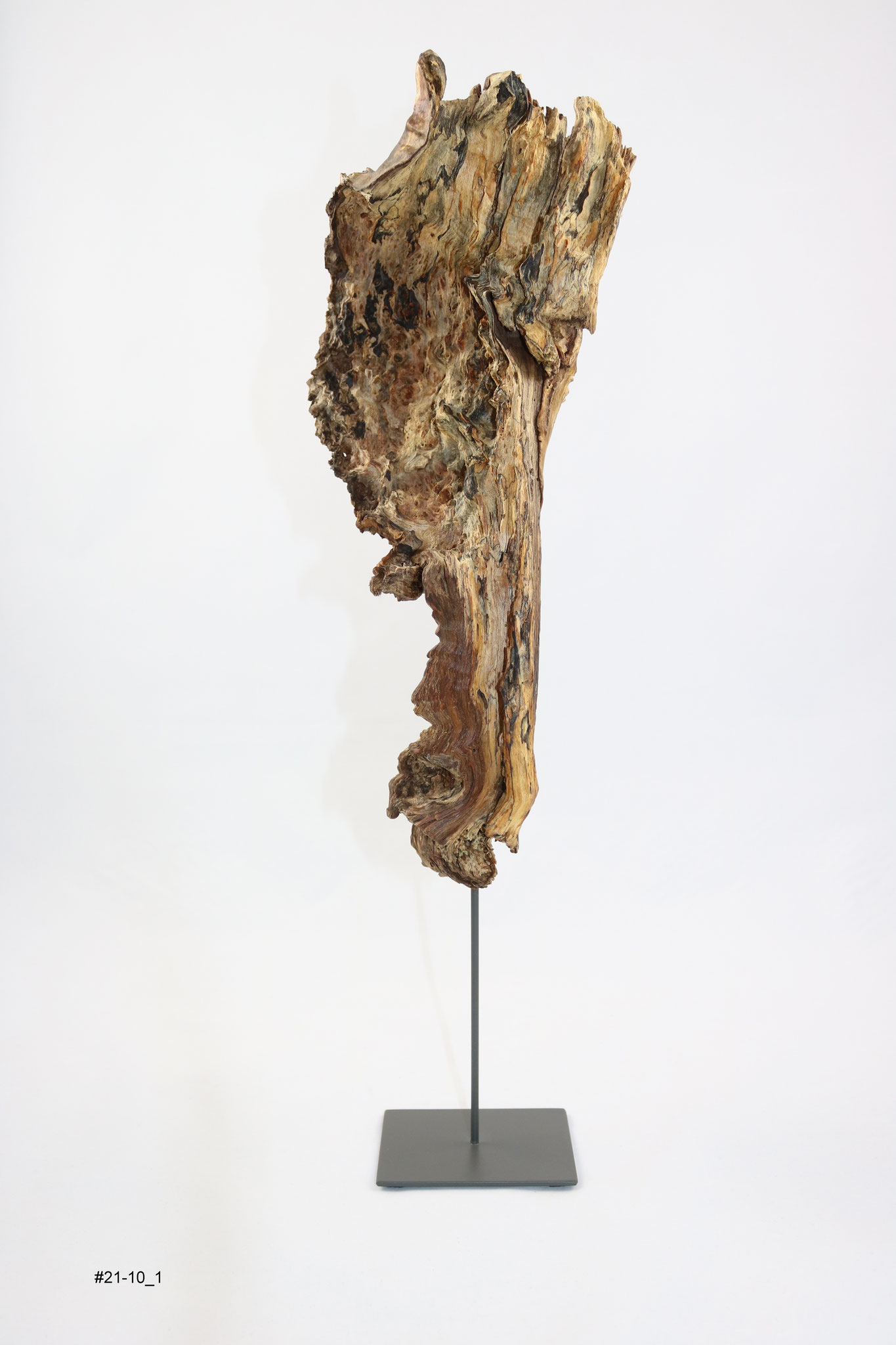 Buche, Höhe ca. 45cm