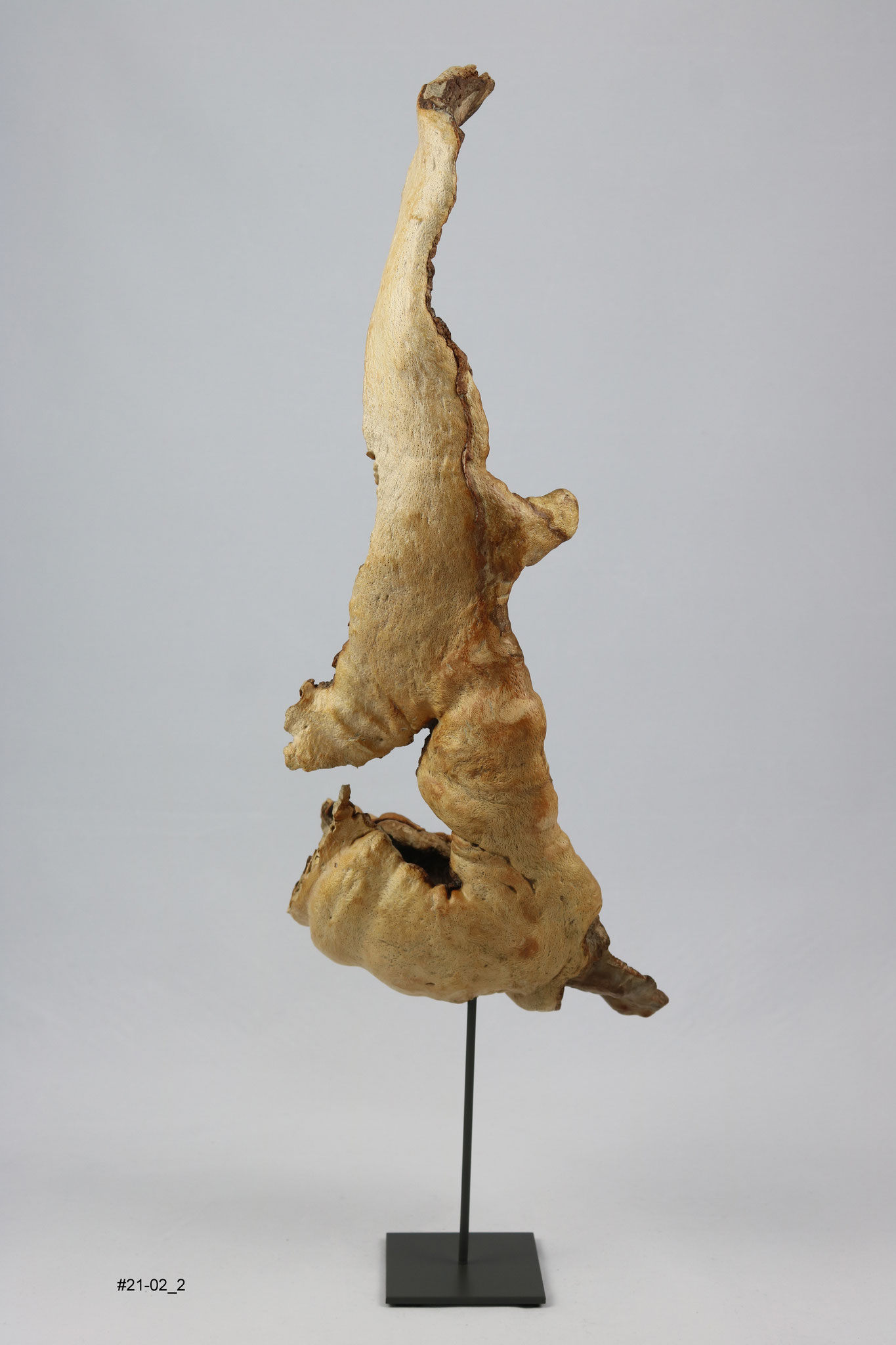 Buche, Höhe, ca. 45cm