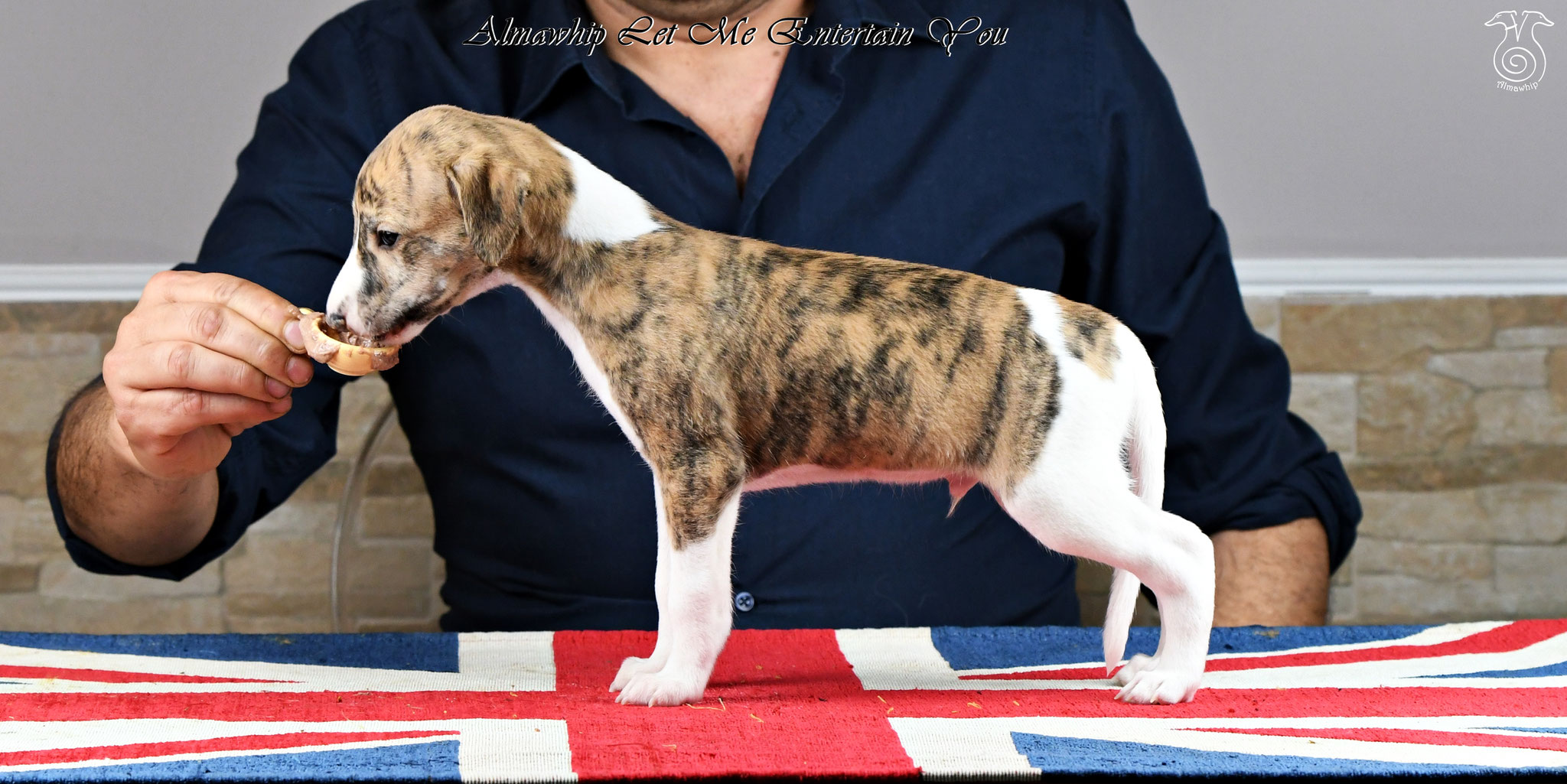 Almawhip Allevamento Whippet Almawhip Allevamento Amatoriale Whippet