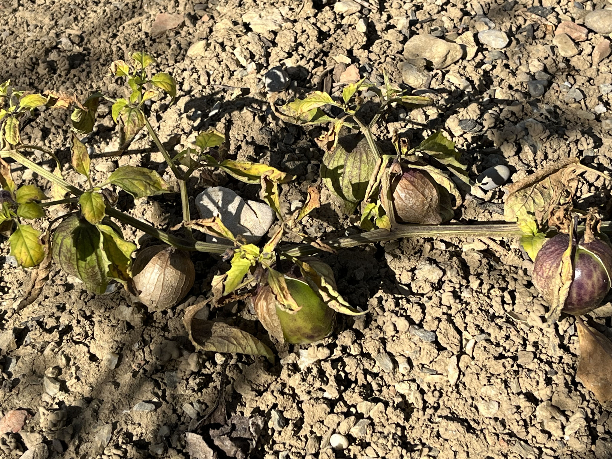 Tomatillo / Bergobergine