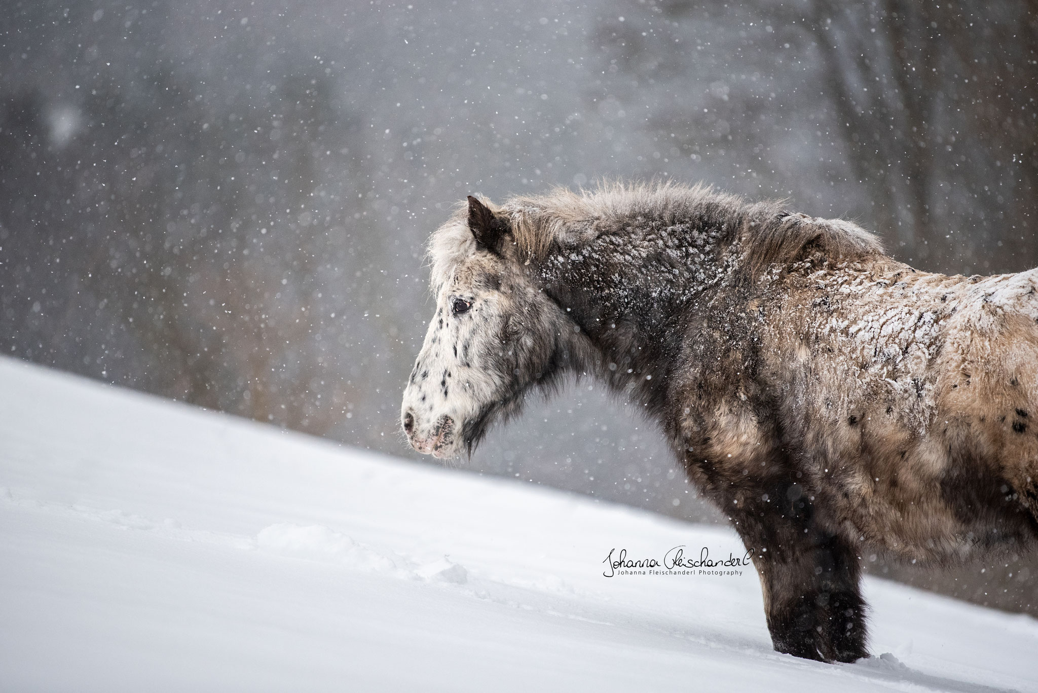 Armani im Schnee von Johanna Fleischanderl