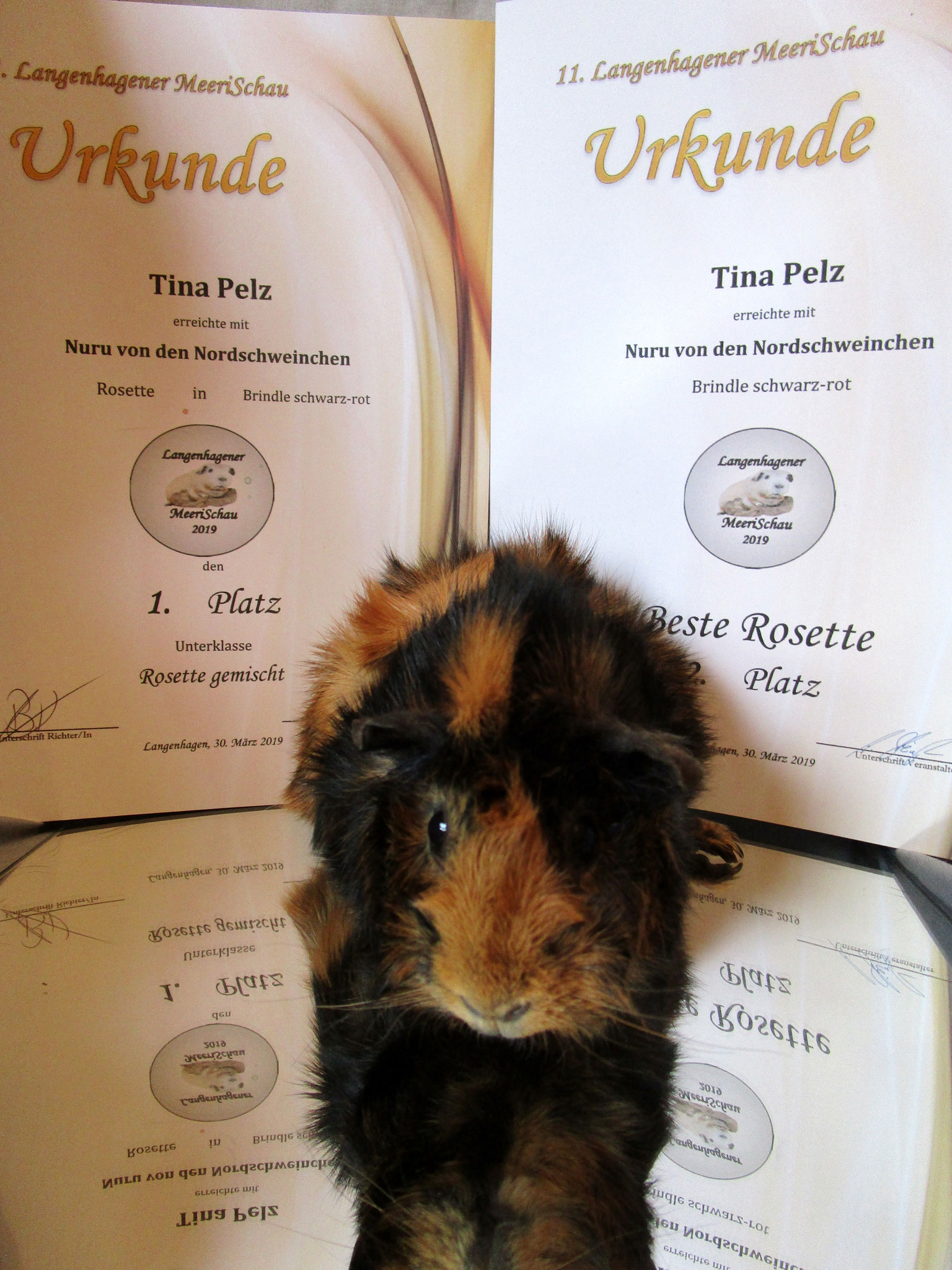 11. Langenhagener Tischschau. März 2019./ Nuru 1.Platz UK+ Beste Rosette.