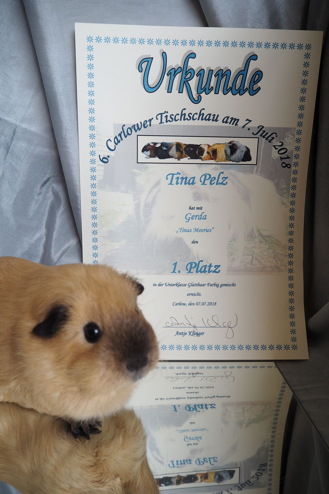 6. Carlower Tischschau.7.7.2018. Gerda 1.Platz.
