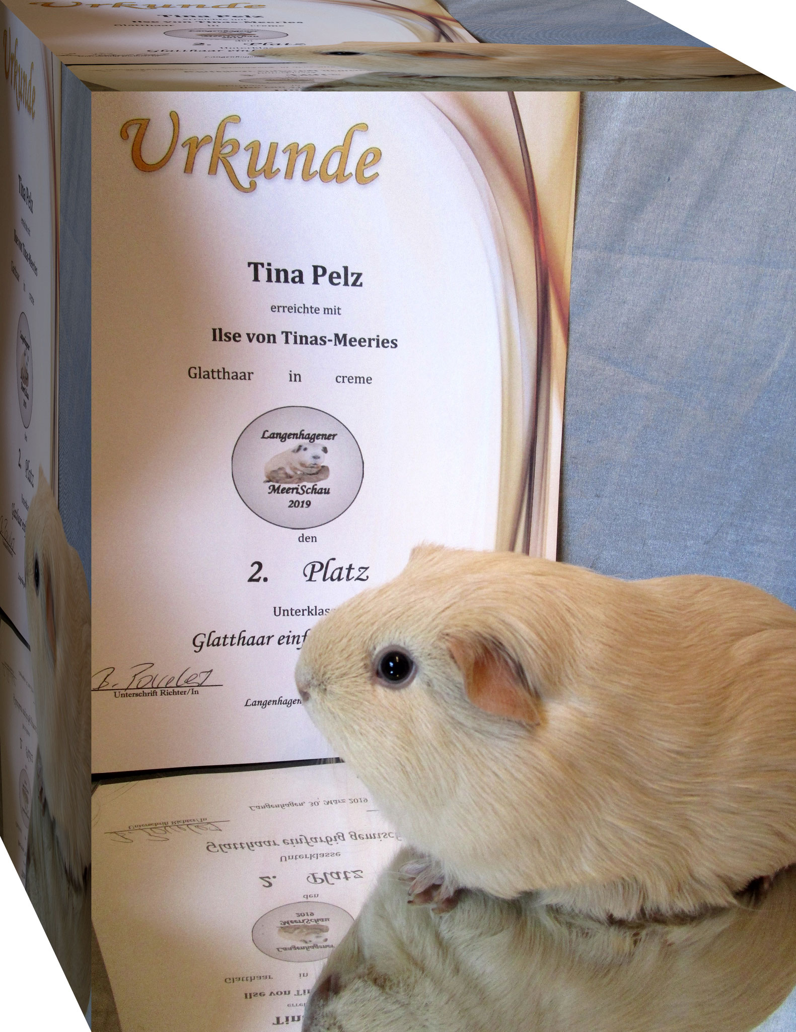 11. Langenhagener Tischschau. März 2019. Ilse 2.Platz.