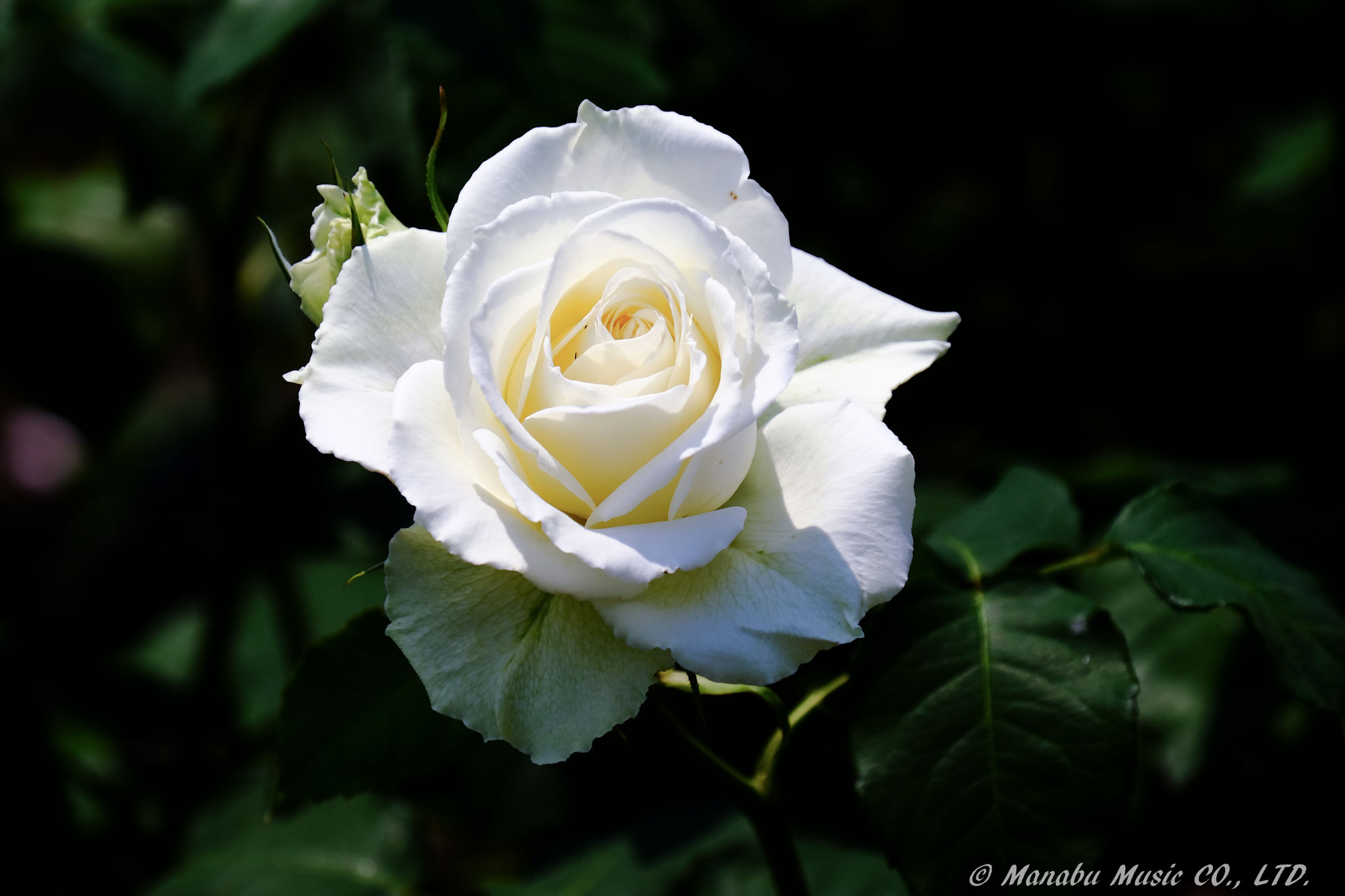 白薔薇  X-E2 XF18-135mm
