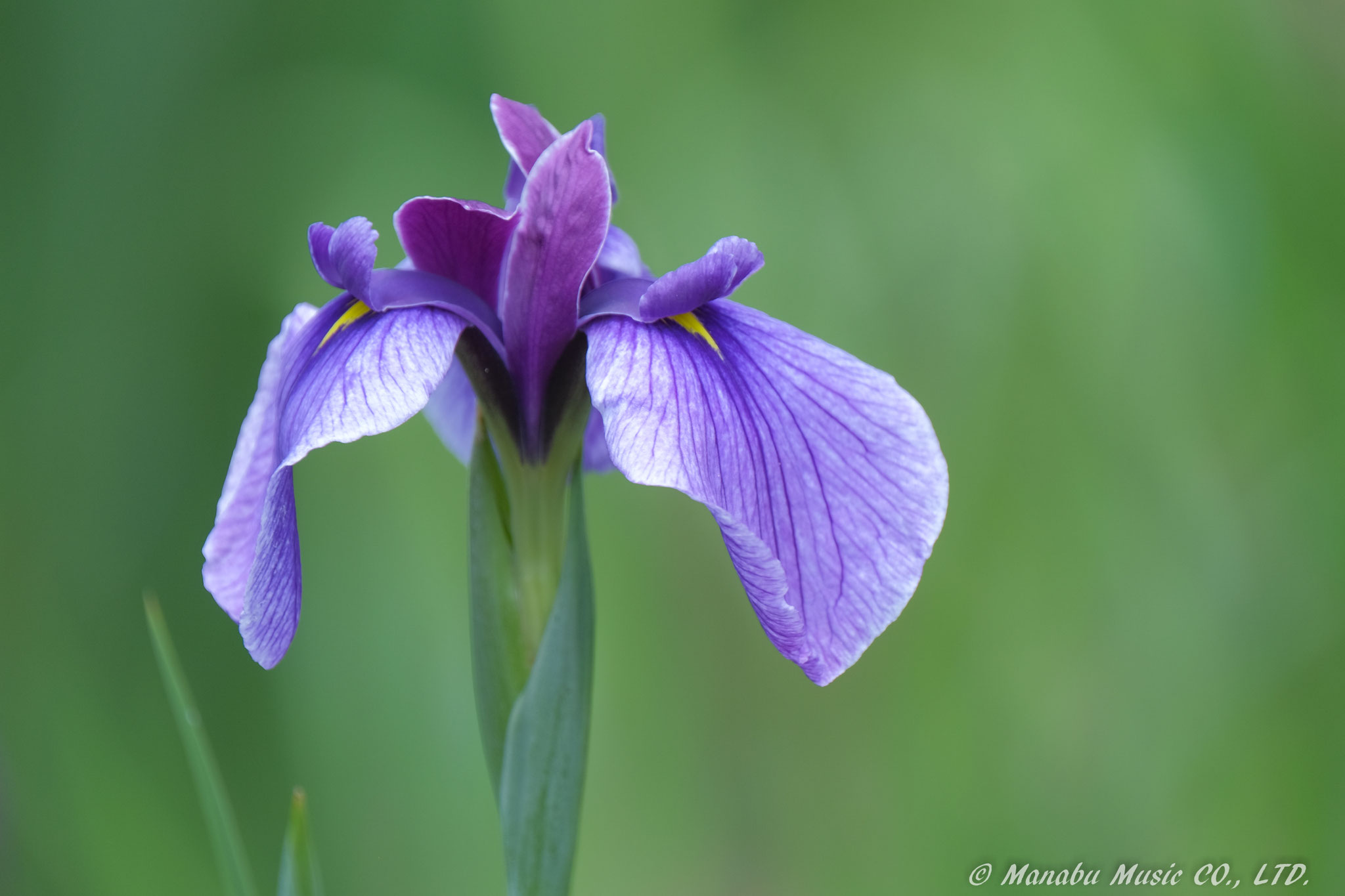 花菖蒲  X-E2 XF100-400mm