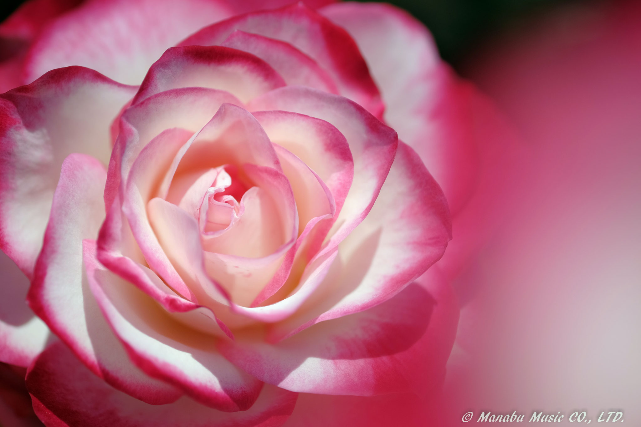 Rose X-E2 XF60mm