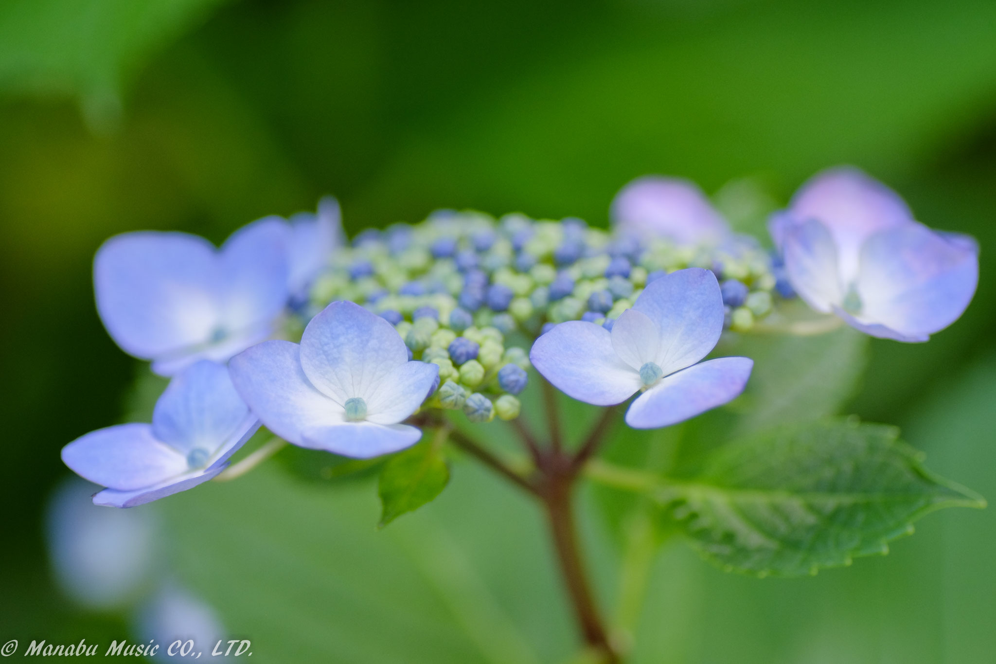 ガクアジサイ  X-E2 Tamron 90mm F2.8