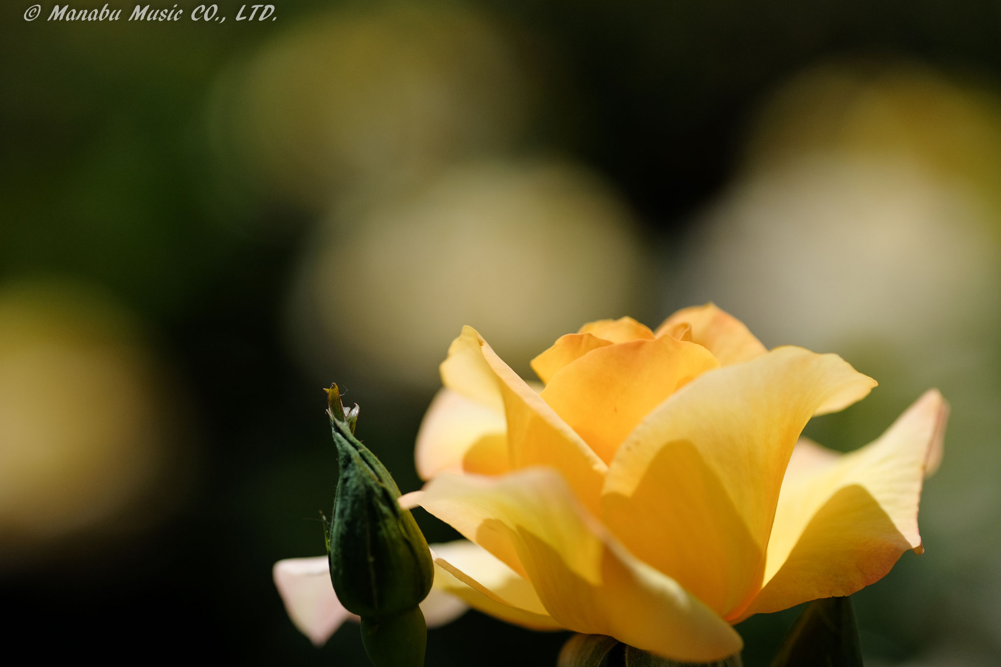 バラ園  X-E2 XF90mm