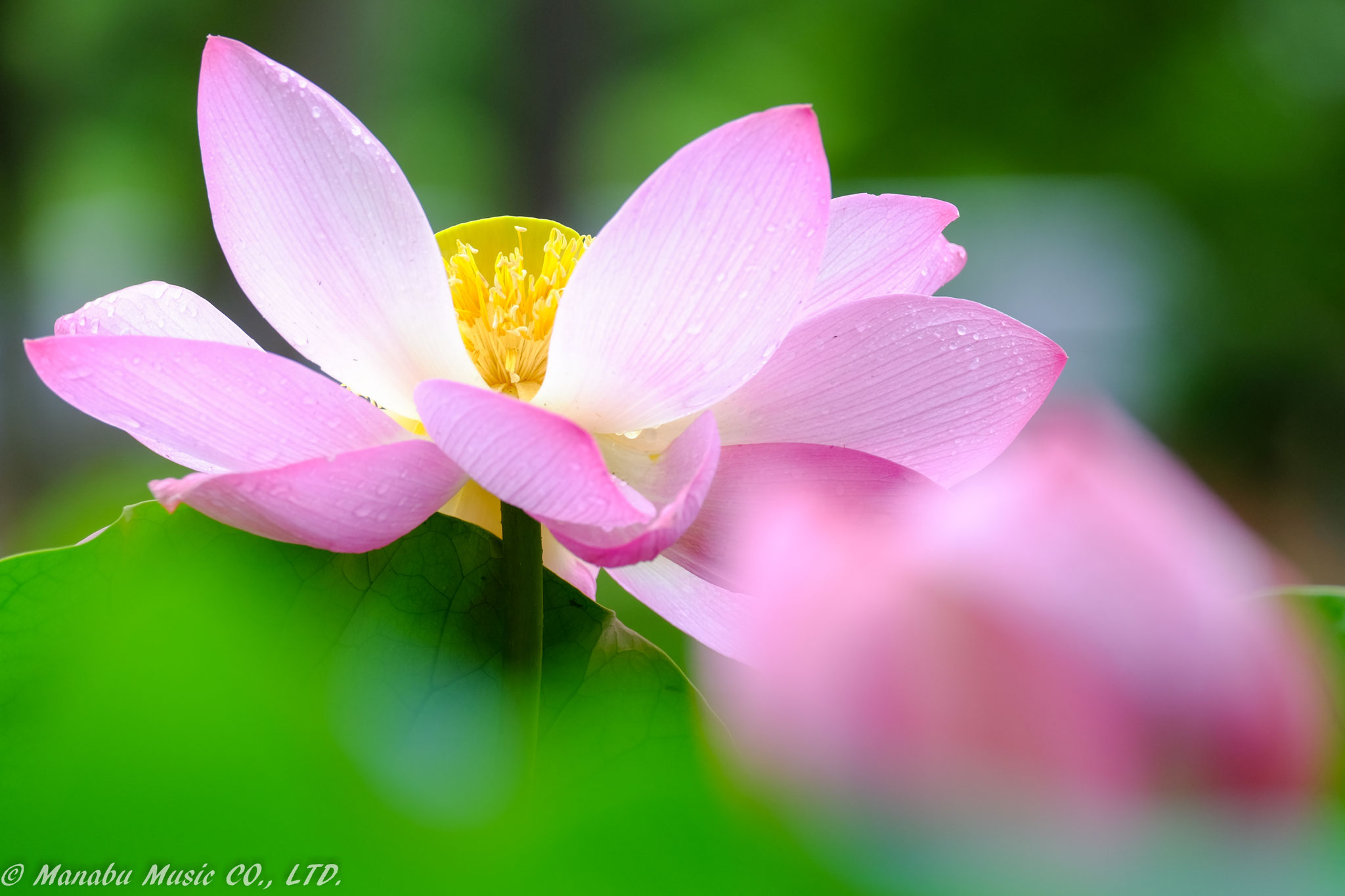蓮の池  X-E2 XF100-400mm