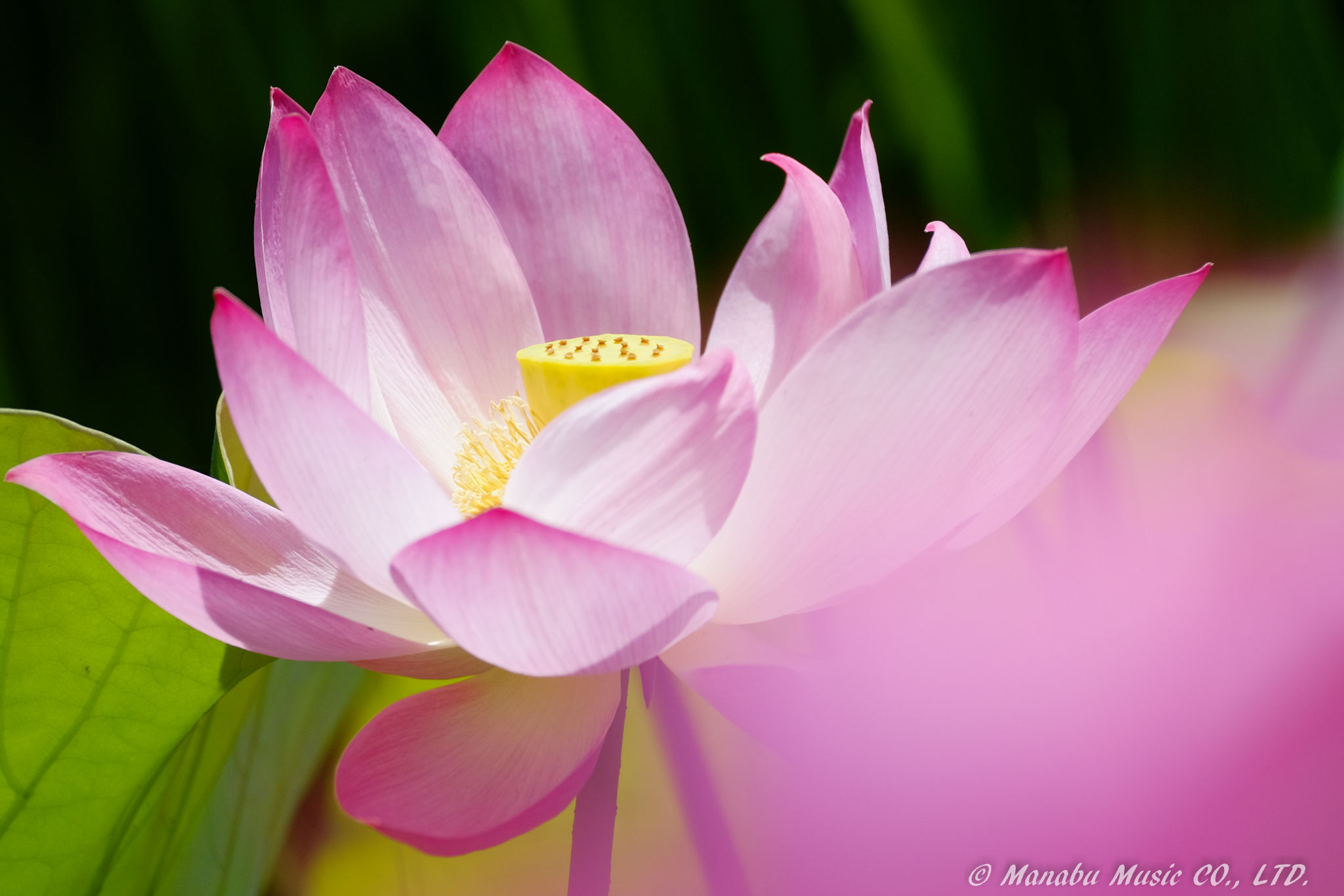 蓮の花  X-E2 XF100-400mm