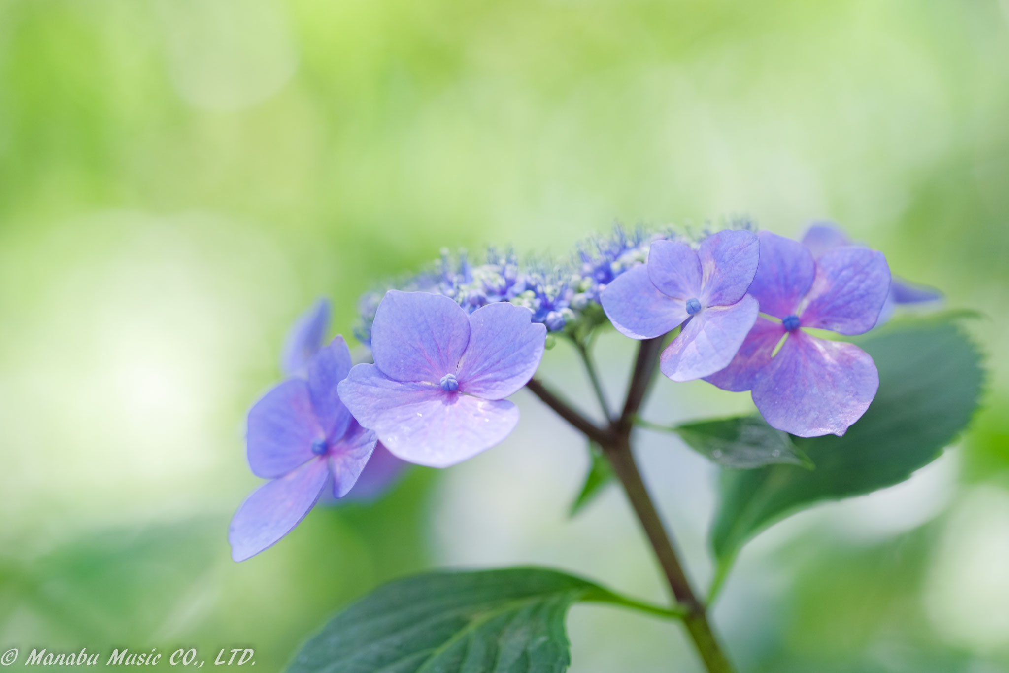 ガクアジサイ  X-E2 XF90mm