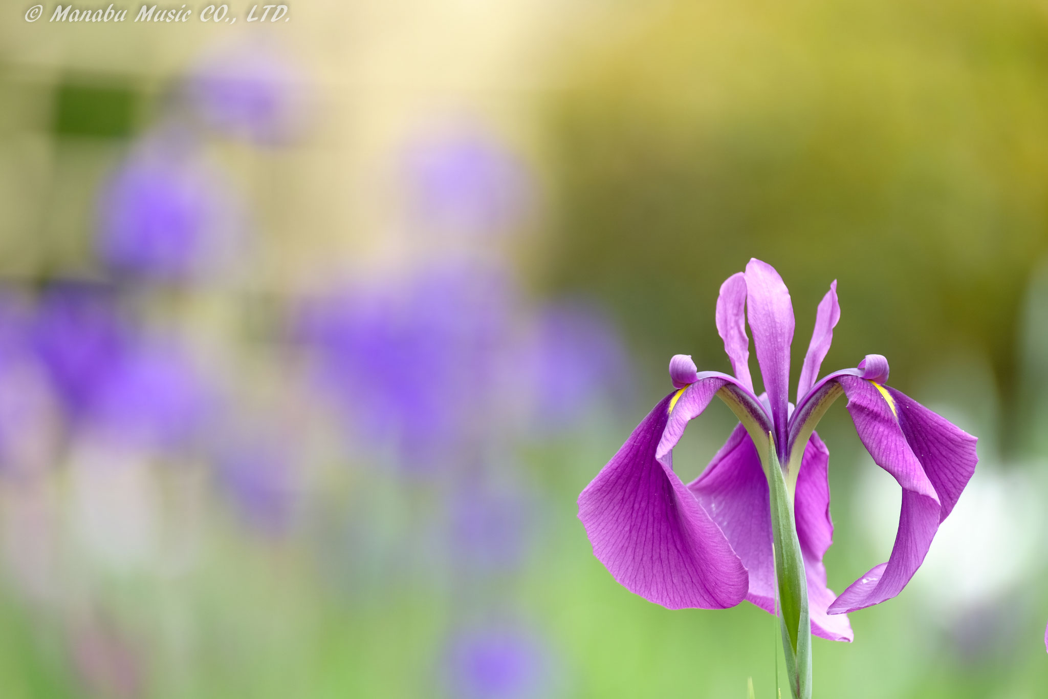 花菖蒲  X-E2 XF100-400mm