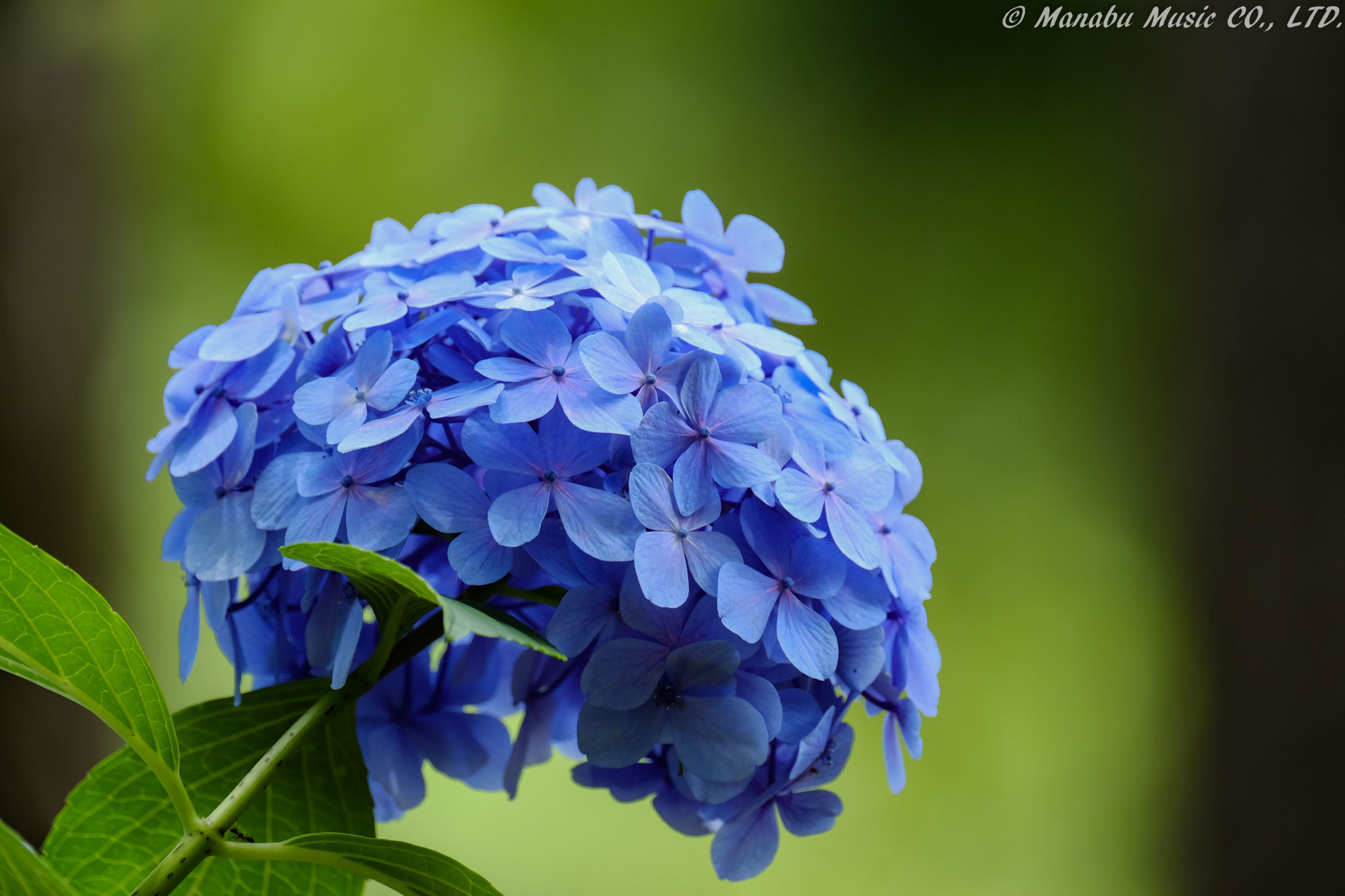 名古屋市、鶴舞公園の紫陽花はそろそろお終いですね。 また、来シーズンを楽しみに・・  X-E2 XF100-400mm