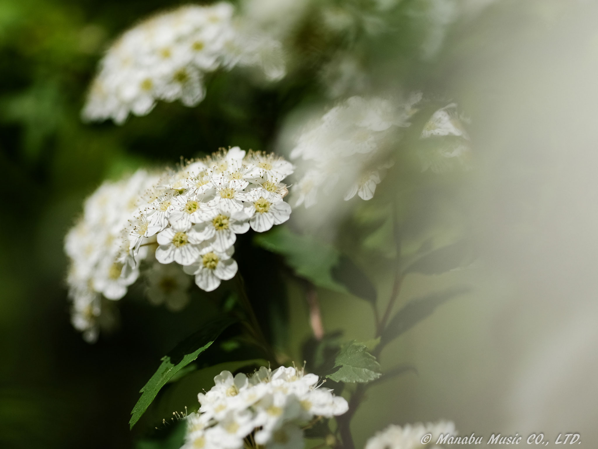 コデマリ X-E2 XF90mm