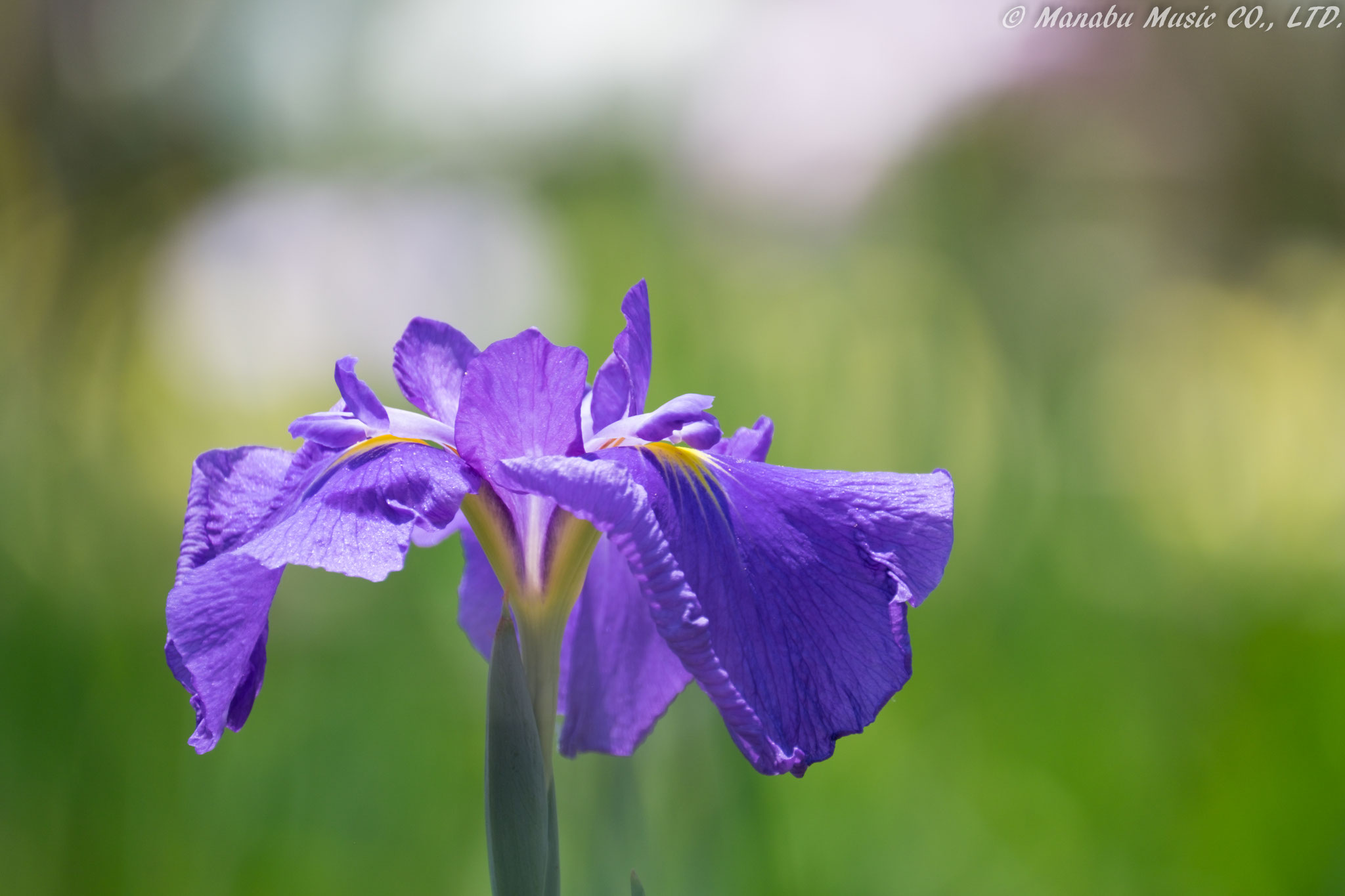 花菖蒲 X-E2 XF100-400mm