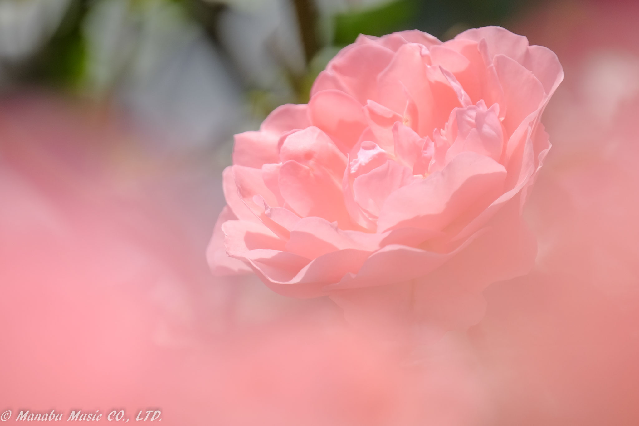 バラ園  X-E2 XF100-400mm