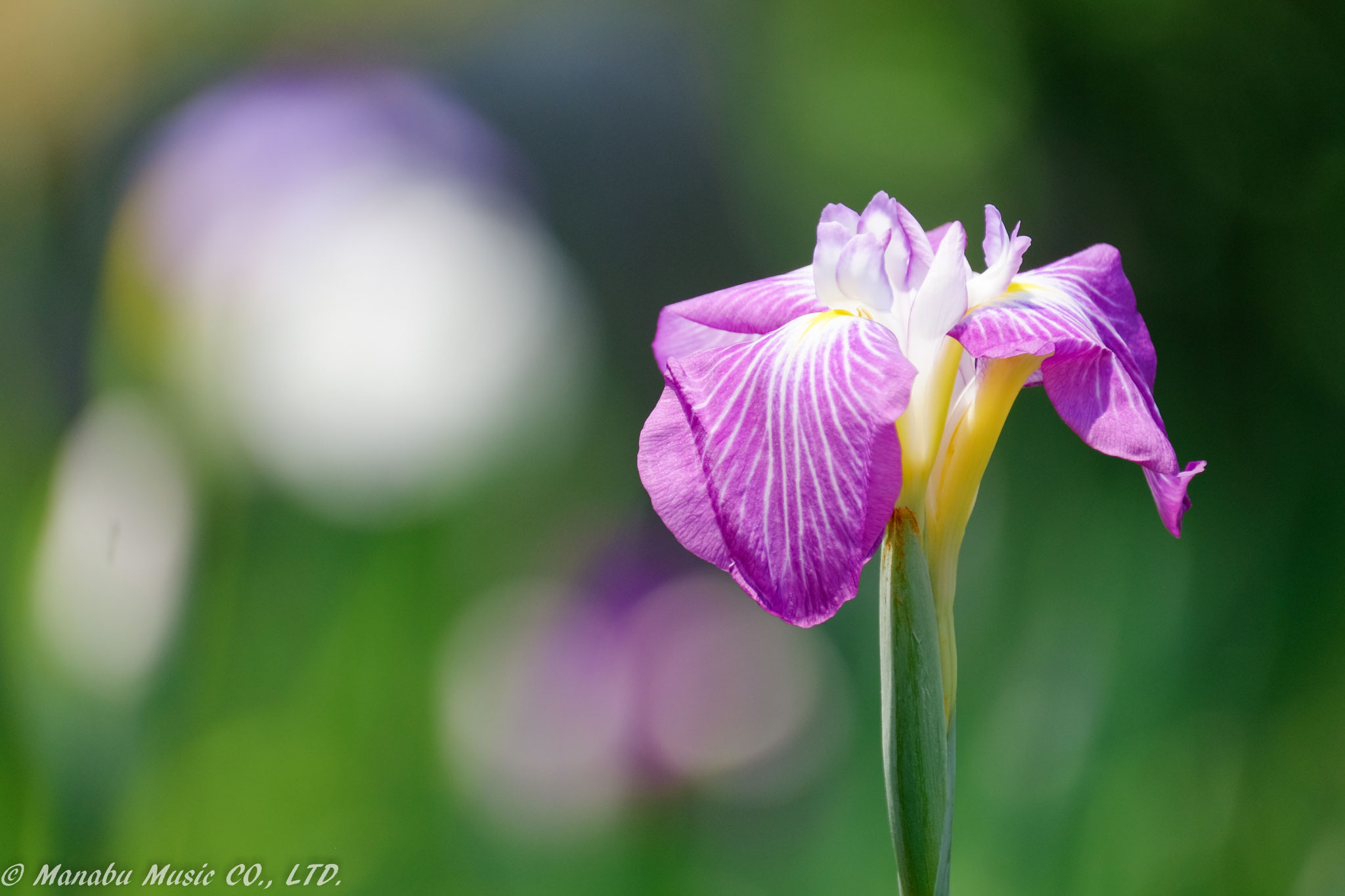 花菖蒲  X-E2 XF100-400mm