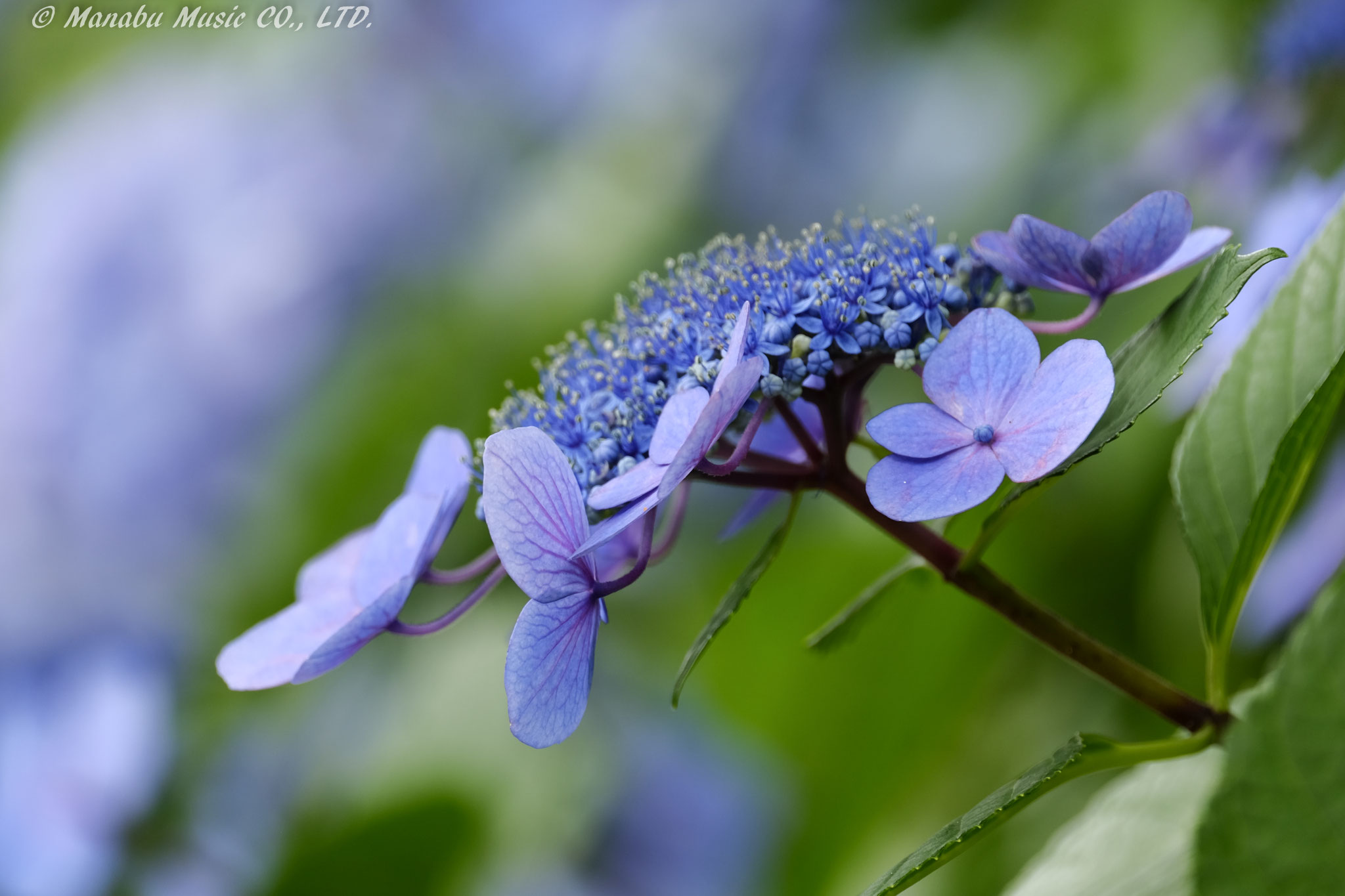 ガクアジサイ  X-E2 XF100-400mm