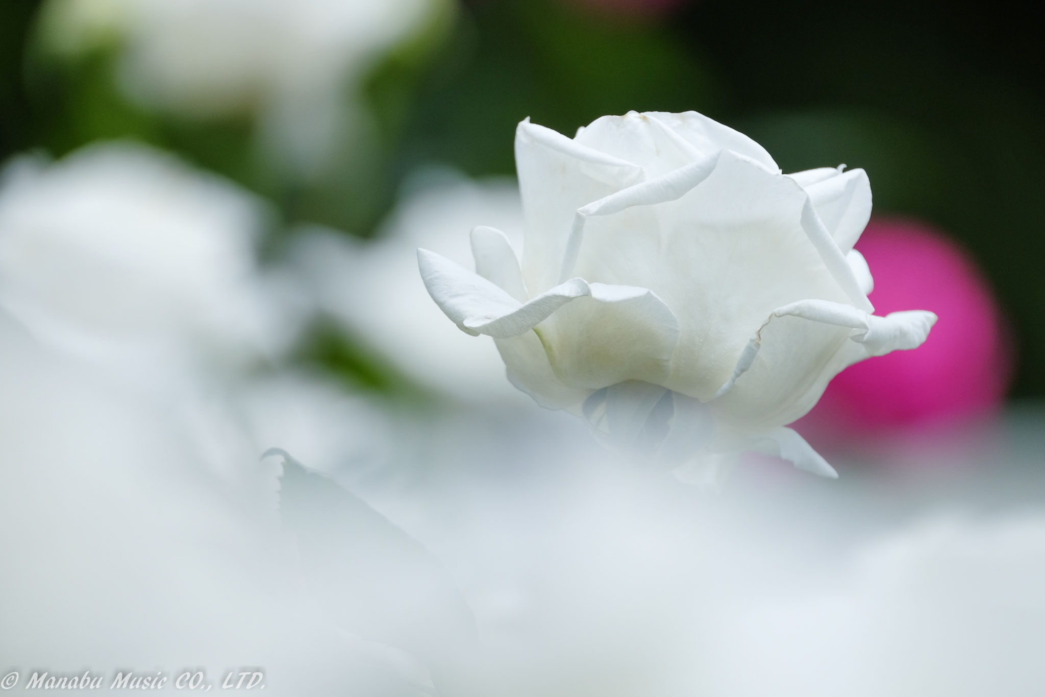 白薔薇  X-E2 XF100-400mm