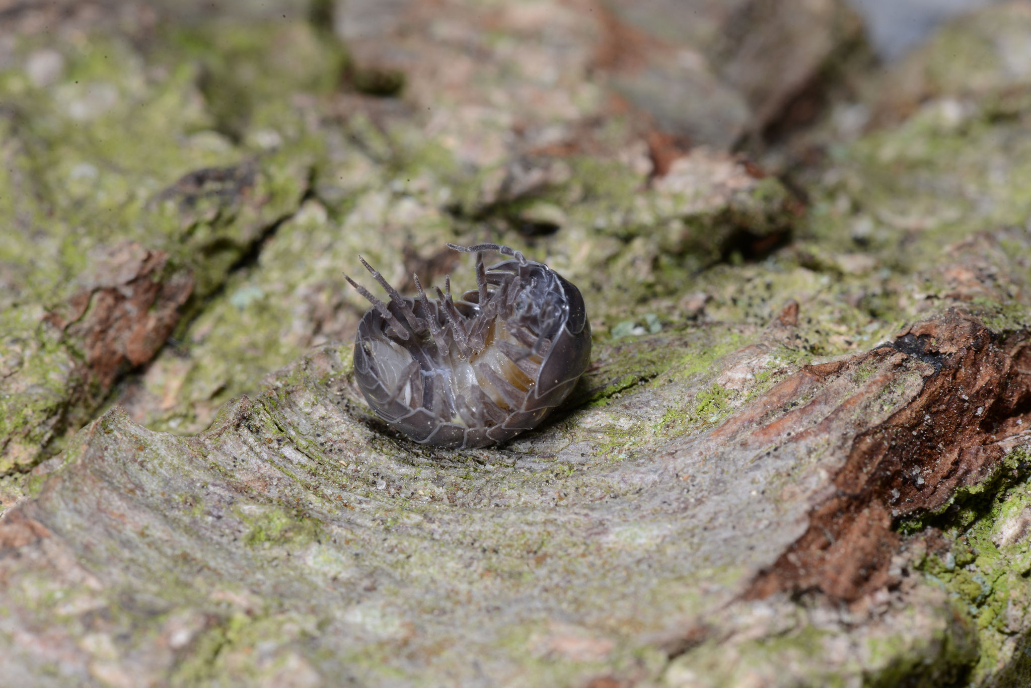 Rollassel, Juni 2015, Sprötze ©: D. Westphal, Öffnung