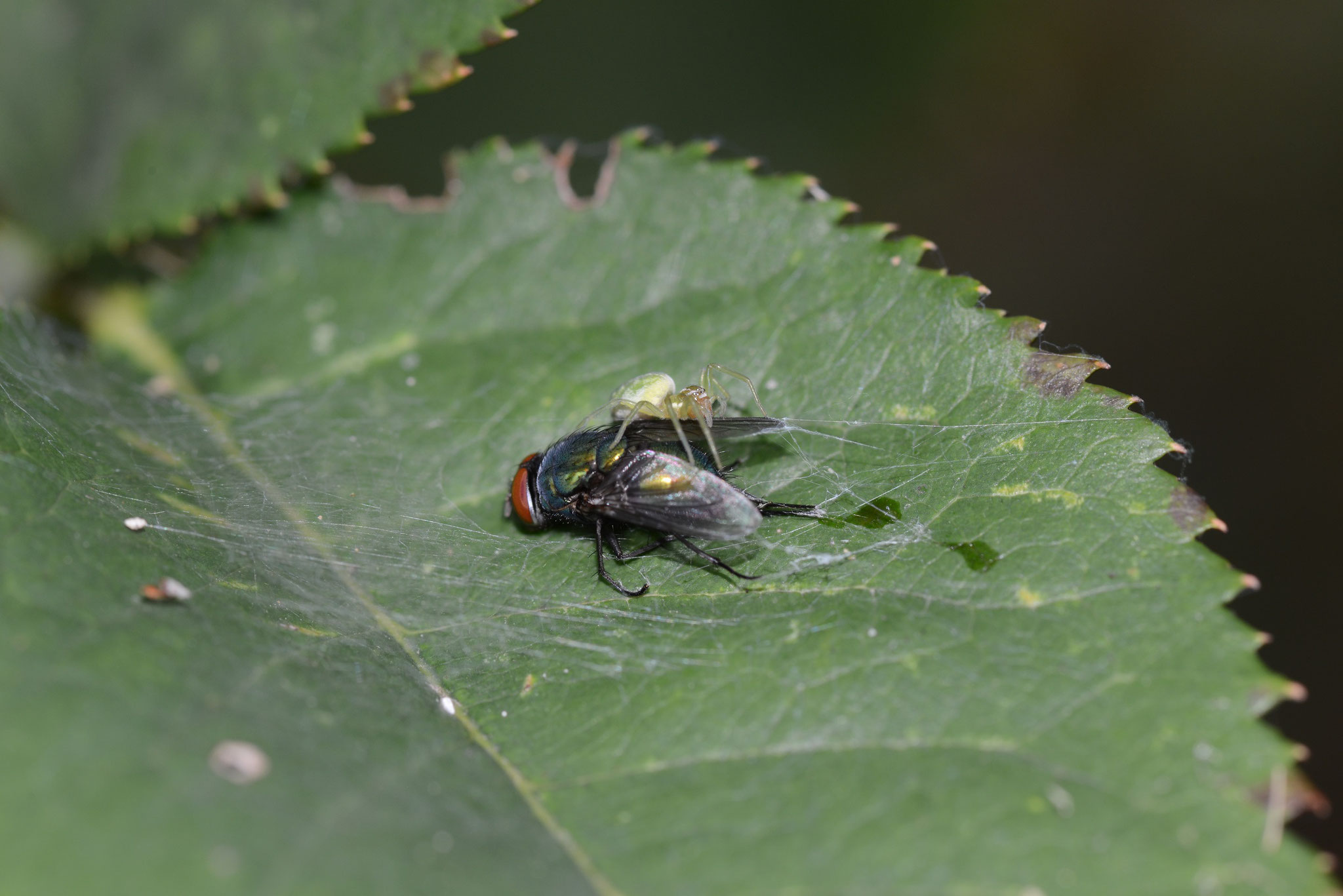 Grüne Kräuselspinne, auf der viel größeren erbeuteten Fliege. Rechts die Fangfäden. August  2018, Winsen (Luhe)  ©: D. Westphal