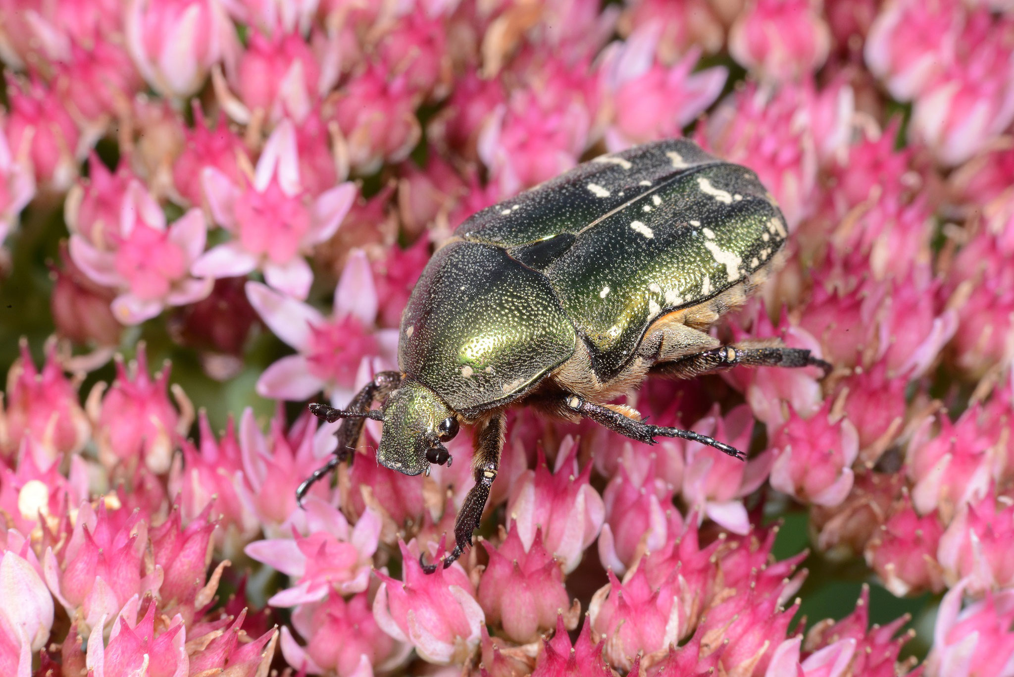 Insekten Nabu Ortsgruppe Winsen Luhe
