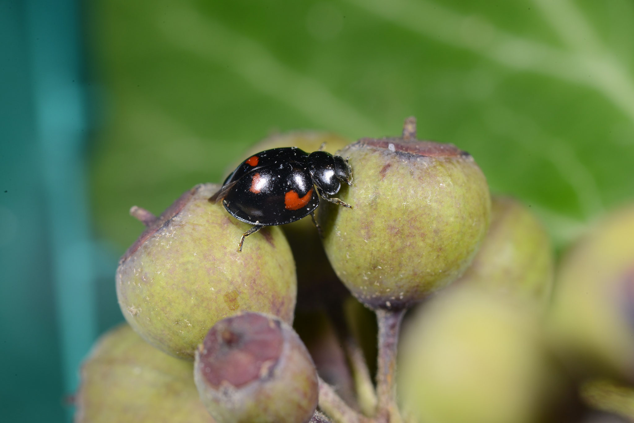 Vierfleckiger Kugel-Marienkäfer (Exochomus quadripustulatus) „Kommafleck“ an der Schulter ist deutlich zu erkennen. 11. Feburar 2019, Winsen