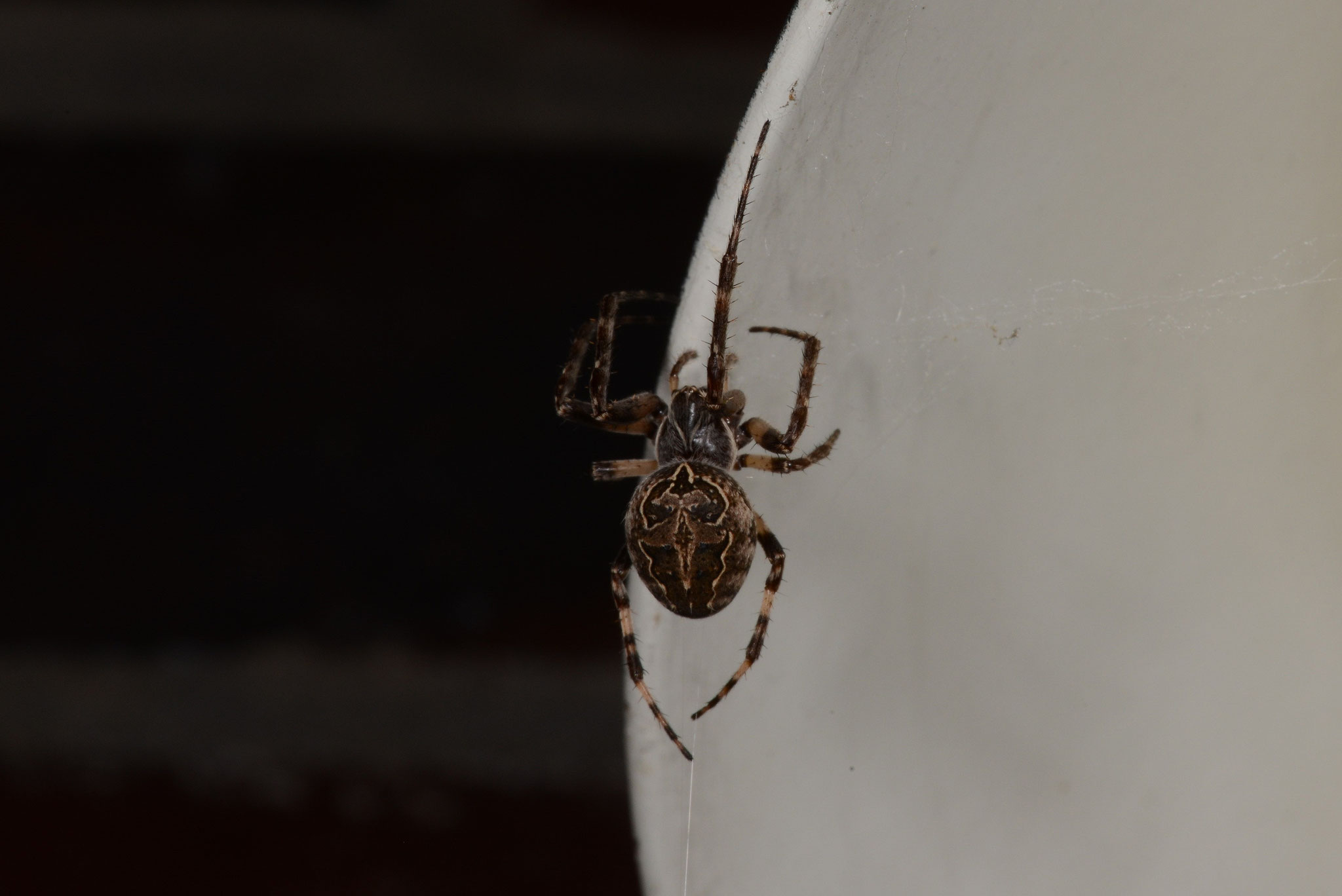 Brückenkreuzspinne, an derselben Leuchte. Abstand zwischen den beiden Tieren kaum 15 cm.