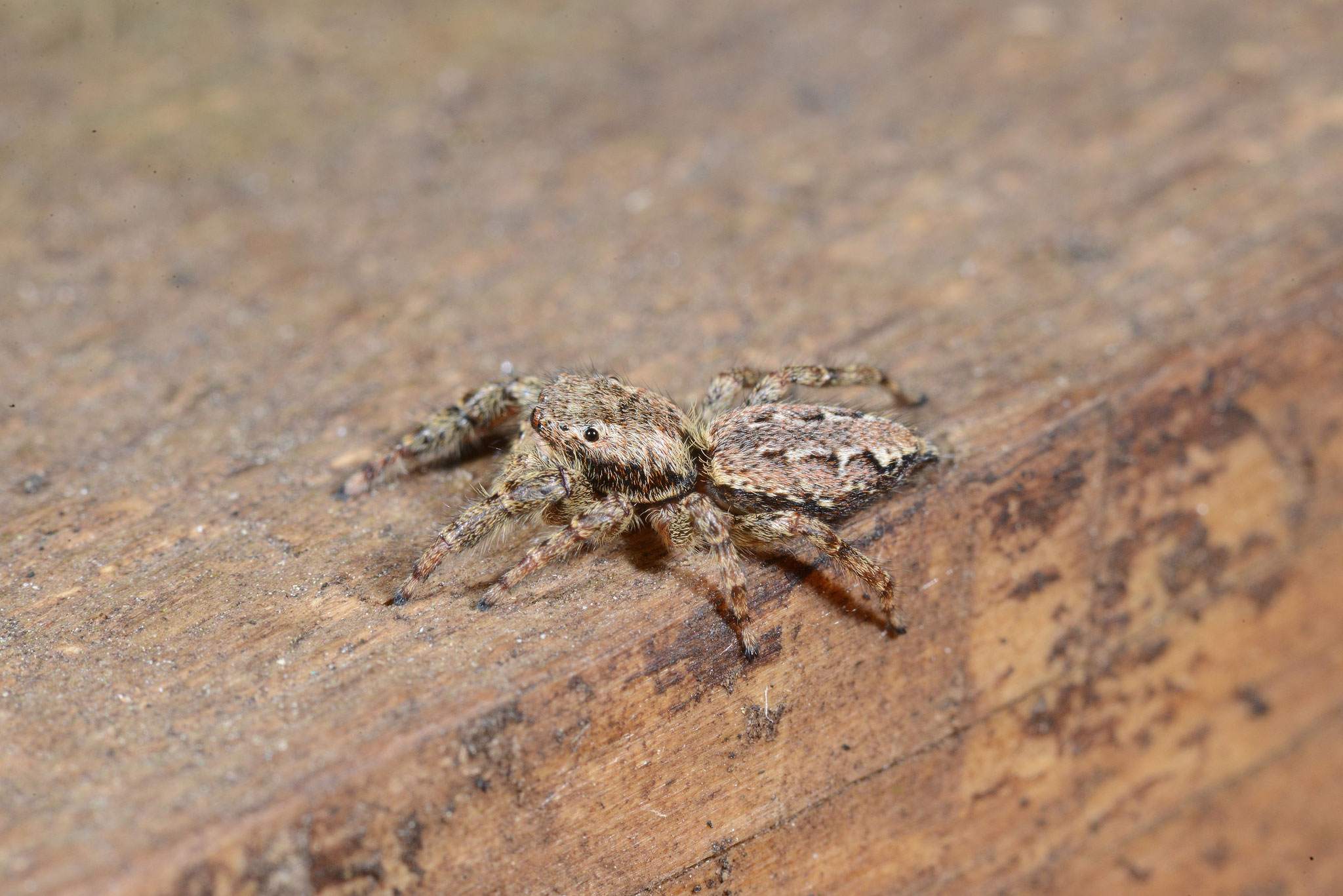 Rinden-Springspinne, Seitenansicht. 5. September 2021, Winsen