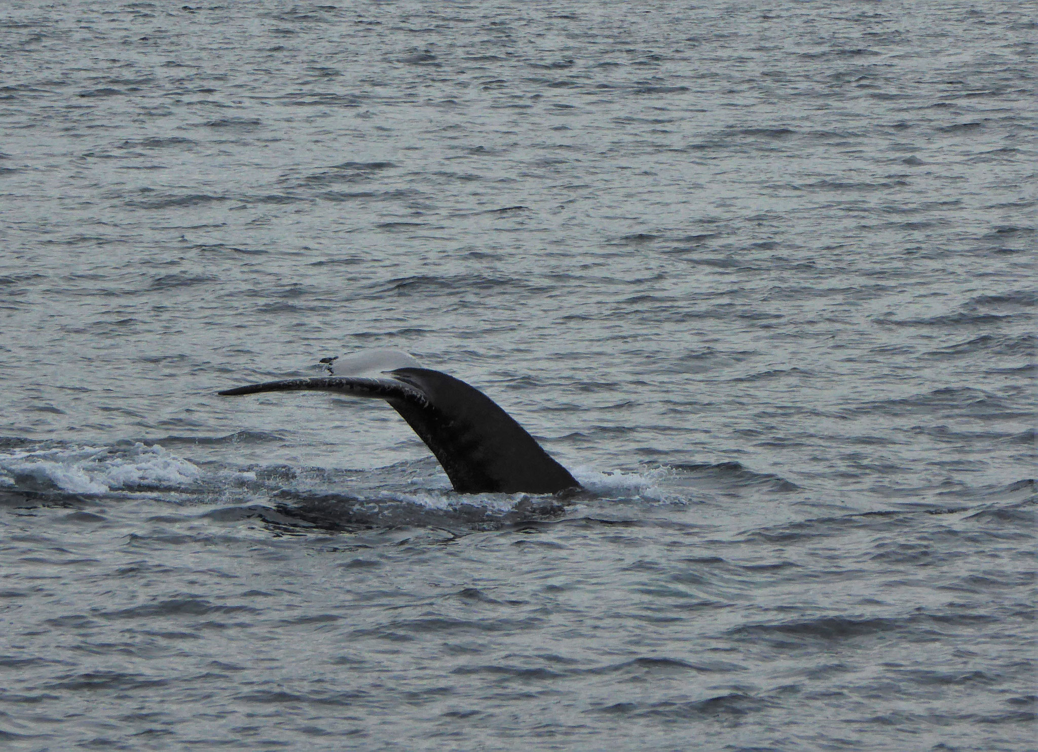 Whale Watching. Liebe Isländer, macht doch nicht denselben Fehler wie alle andern.....! Zu kommerziell, zu touristisch abgefertigt!