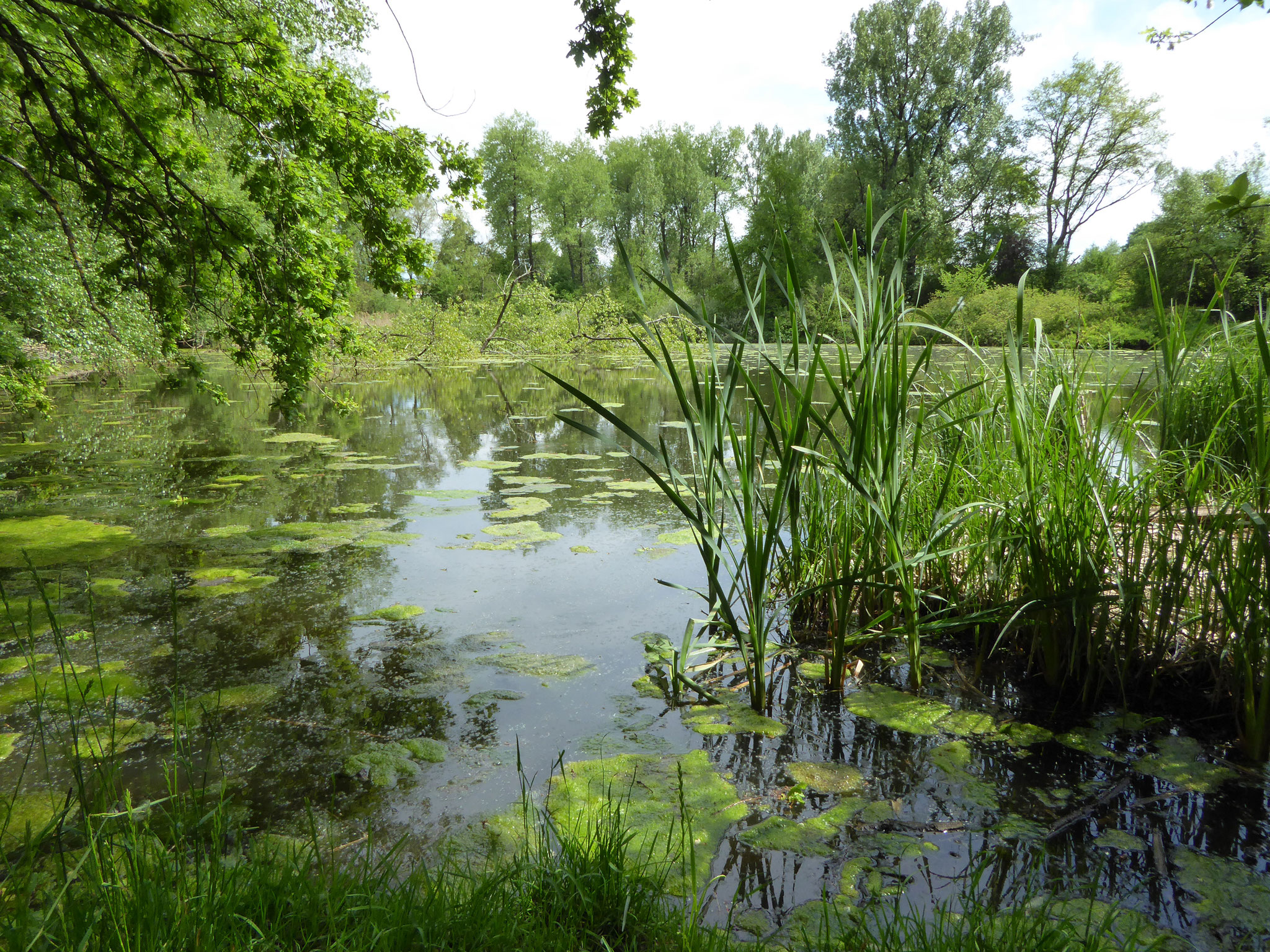 Bisikerweiher