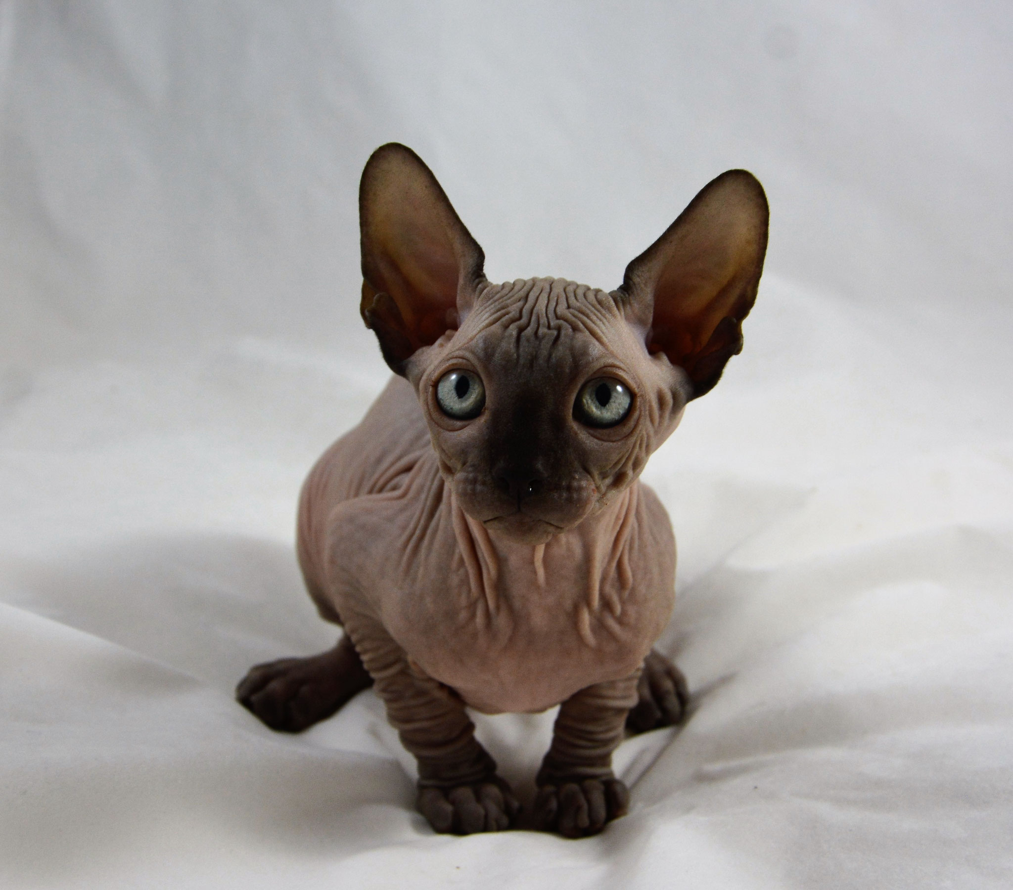 Sphynx Breeders In Texasalisa Bolt - ikfc10j