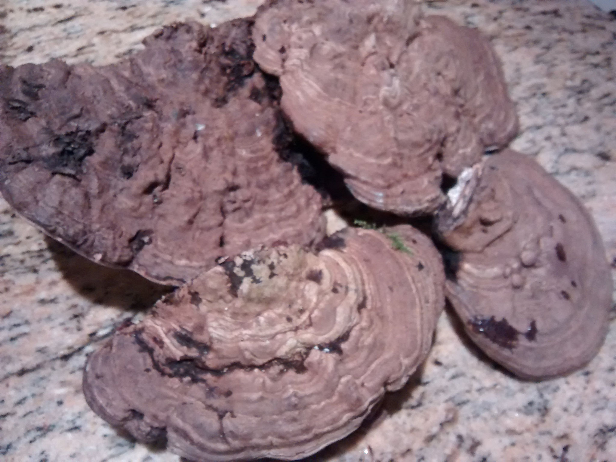 Vitalpilz Flacher Lackporling - heimische Heilpilze