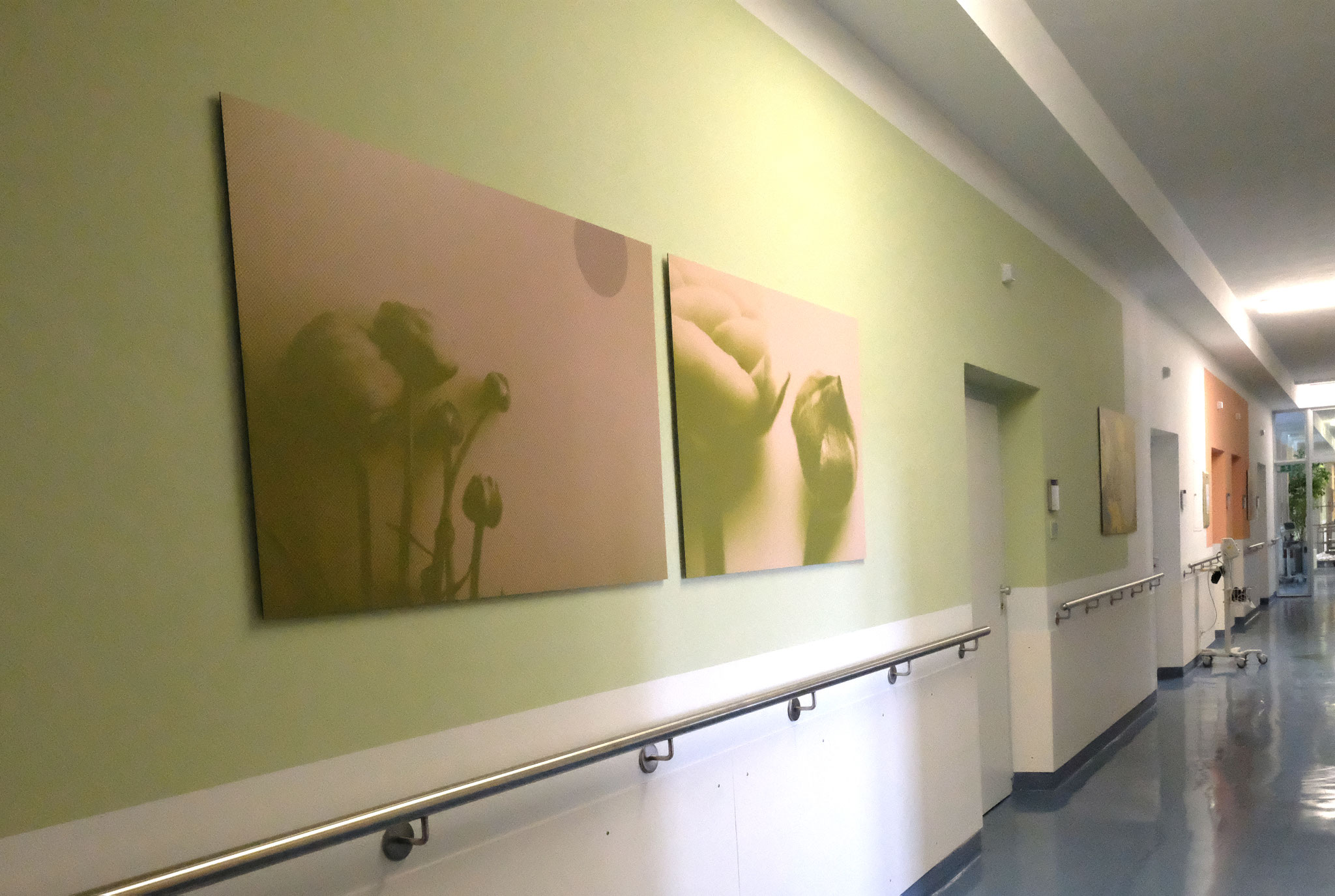 Blütenmotiv Ranunkel im Farbleitsystem, Kunst für Kliniken als positives Gestaltungskonzept für Stationen.