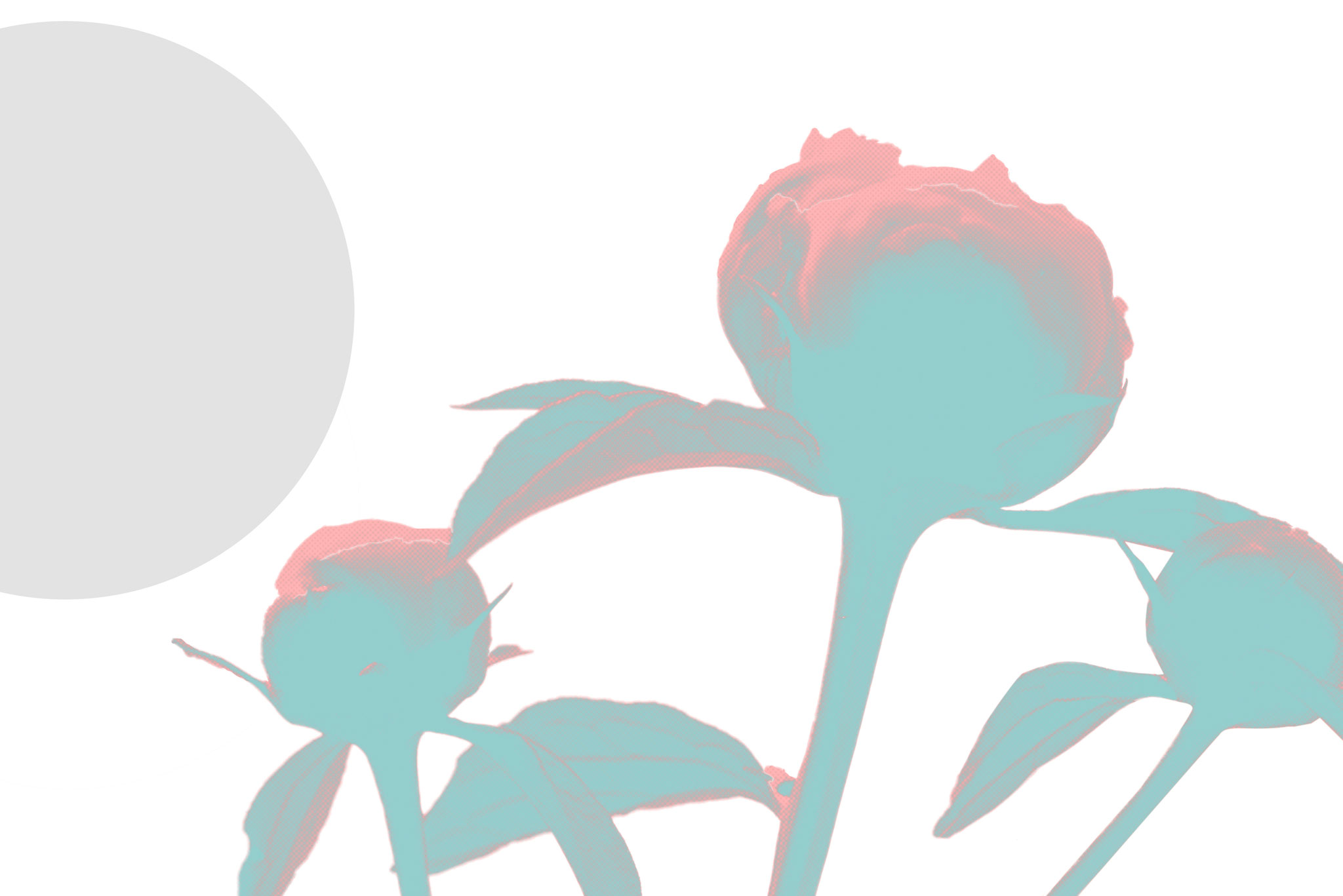 Magnolie Motiv als Teil des Stations Farbkonzepts, Kunst für Kliniken zur ruhigen und freundlichen Raumwirkung.