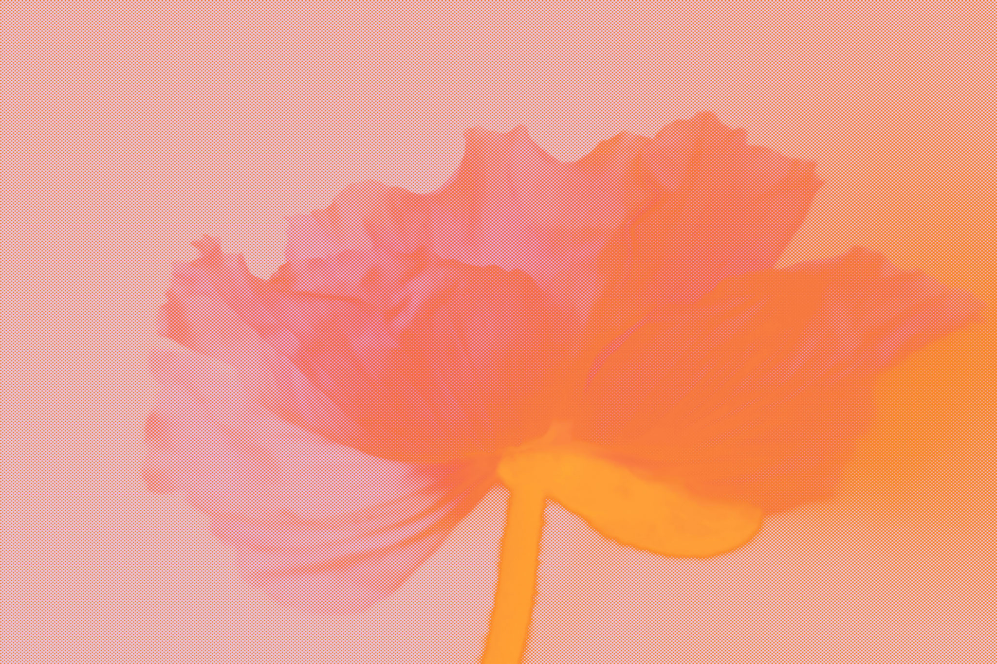 Blütenmotiv Mohn als Teil des Klinik Bildkonzepts, Kunst für Krankenhausstationen mit beruhigender Farbwirkung.