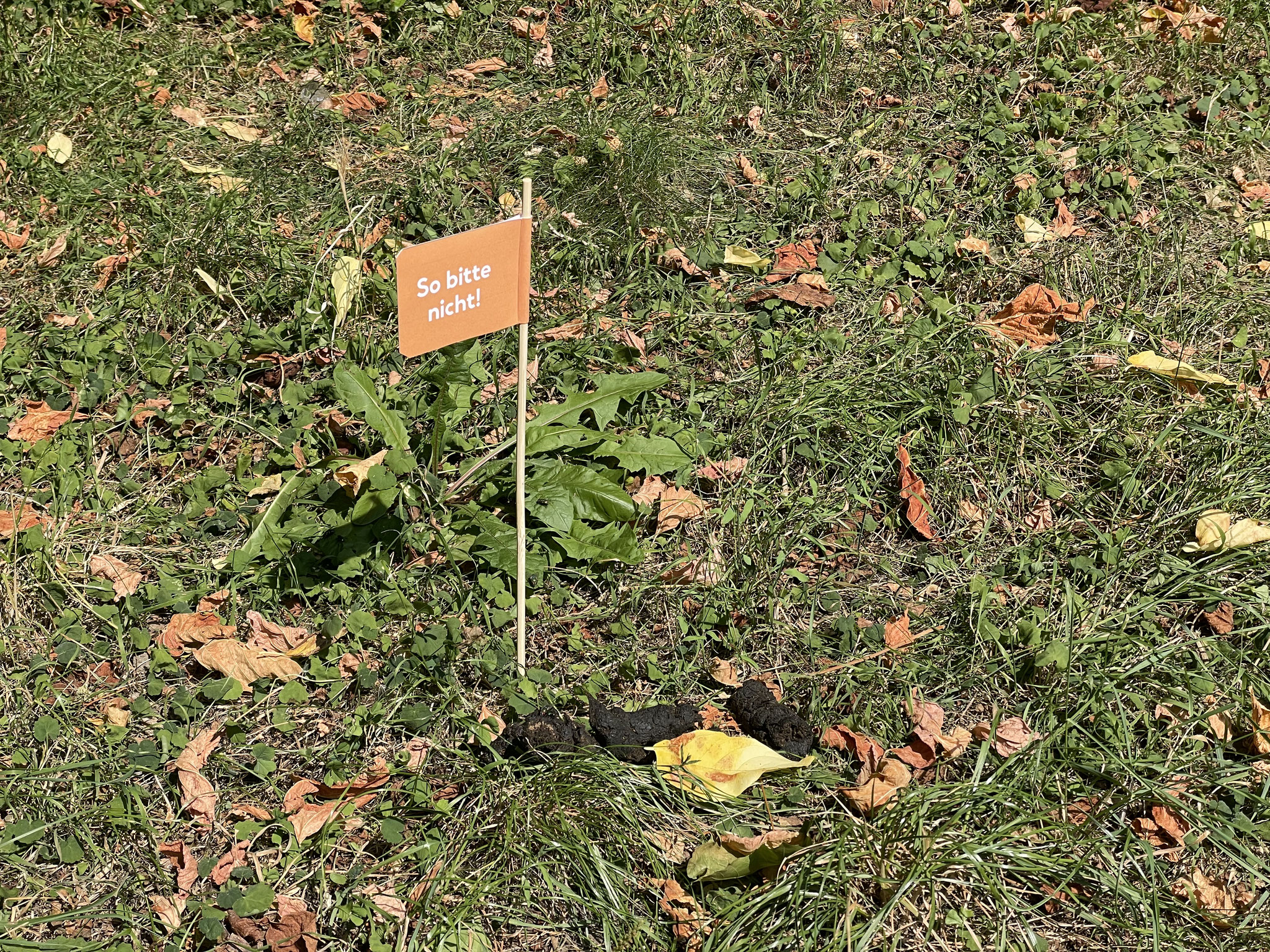 August 2025: Hundekot-Aktion