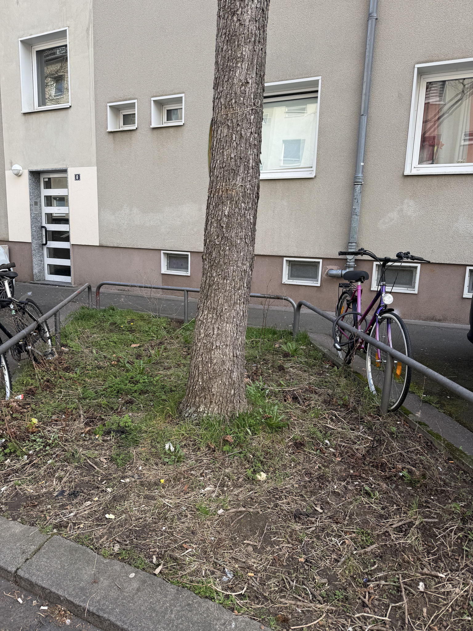 März 2025: Steubenstraße 8 mit Blick auf ein Beet, welches noch nach einer Beetpatenschaft sucht