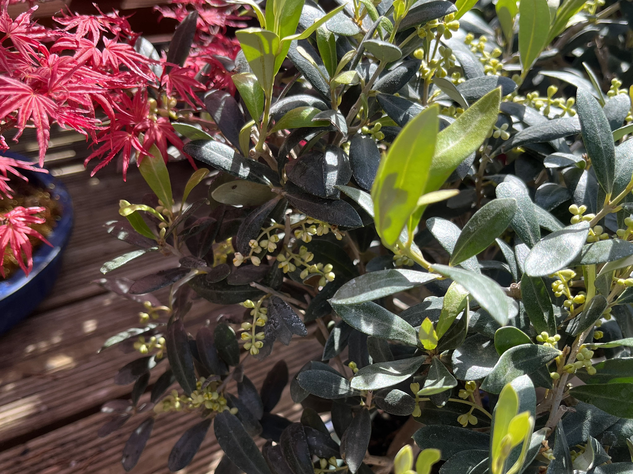Olive in der Blüte