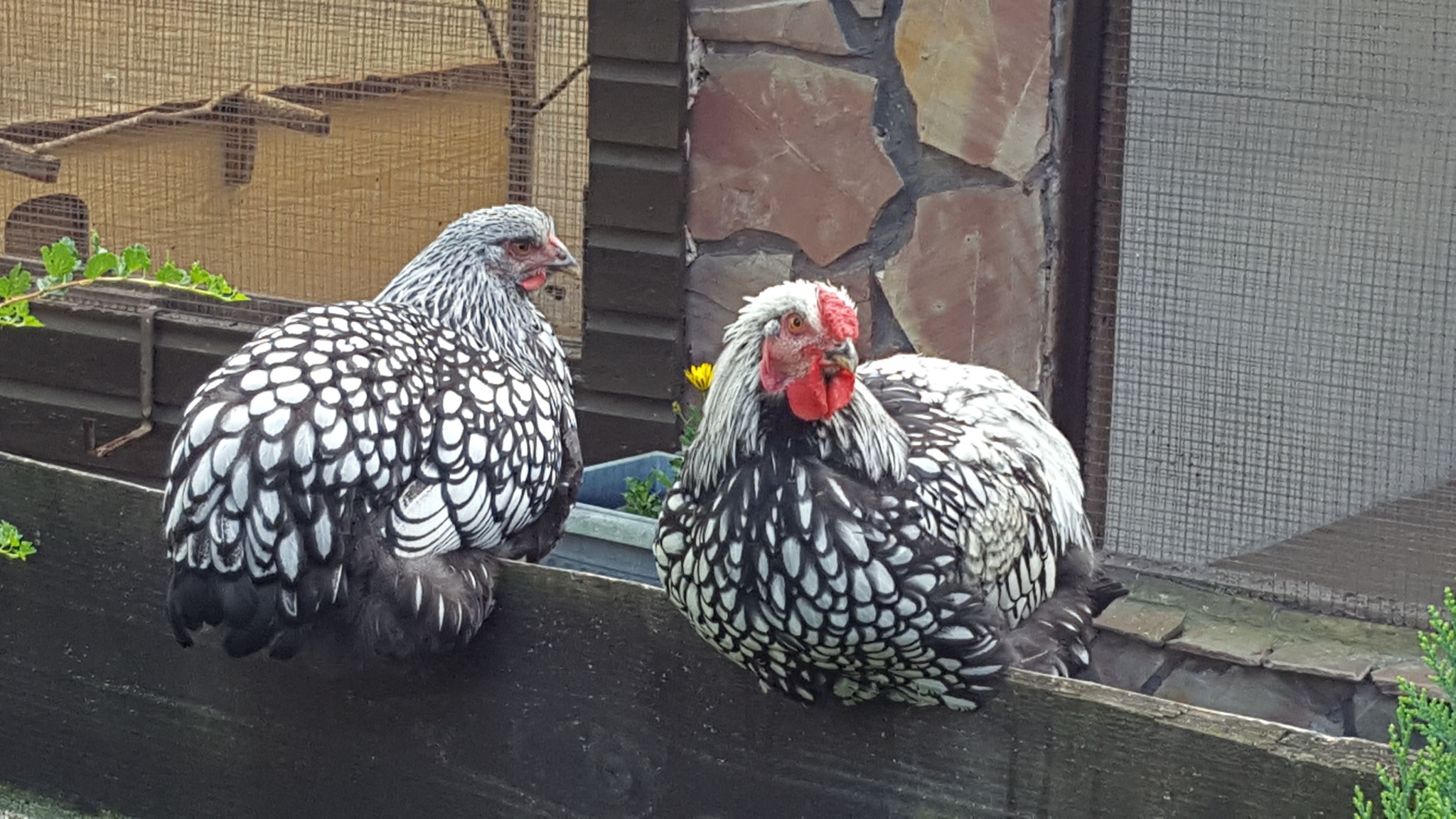 Wyandotten silber-schwarzgesäumt - Geflügelzuchtverein Bad Sobernheim