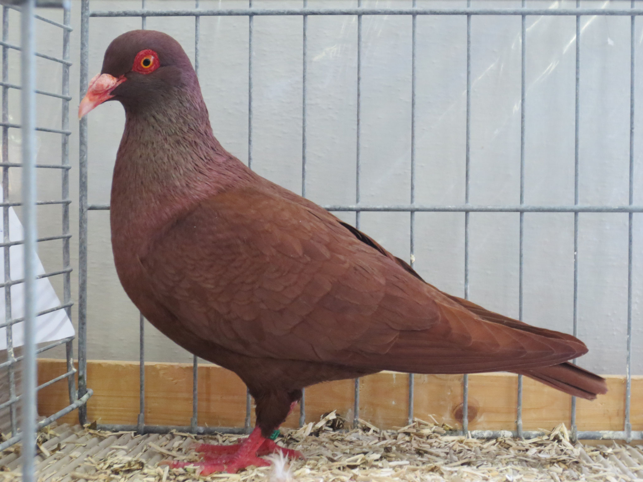 Fränkische Feldtauben-rot 0.1 jung- v 97 MH-Band, Eberhard Eckardt